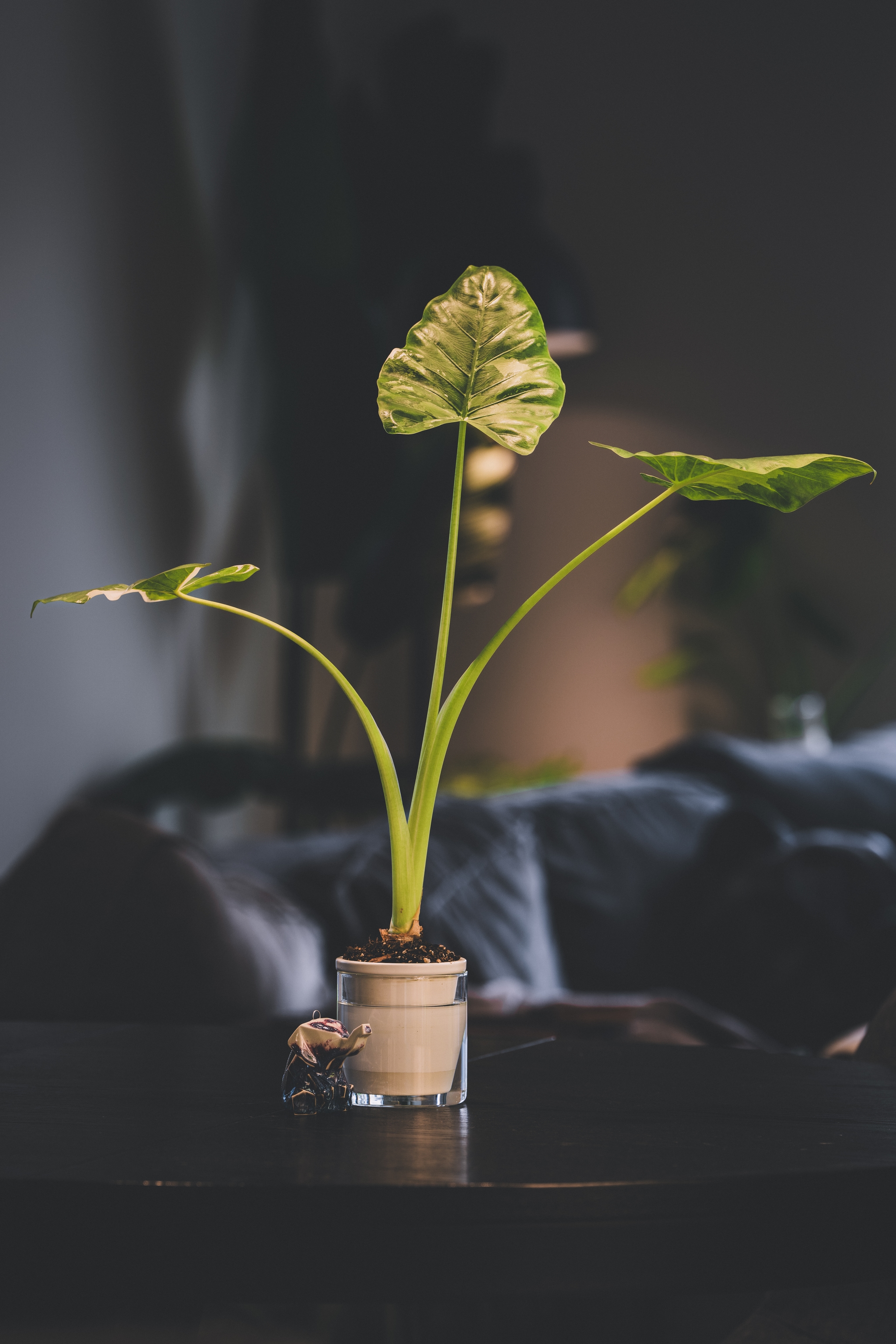 A potted plant with large green leaves sits on a dark surface, with a blurred background featuring a person lying on a couch