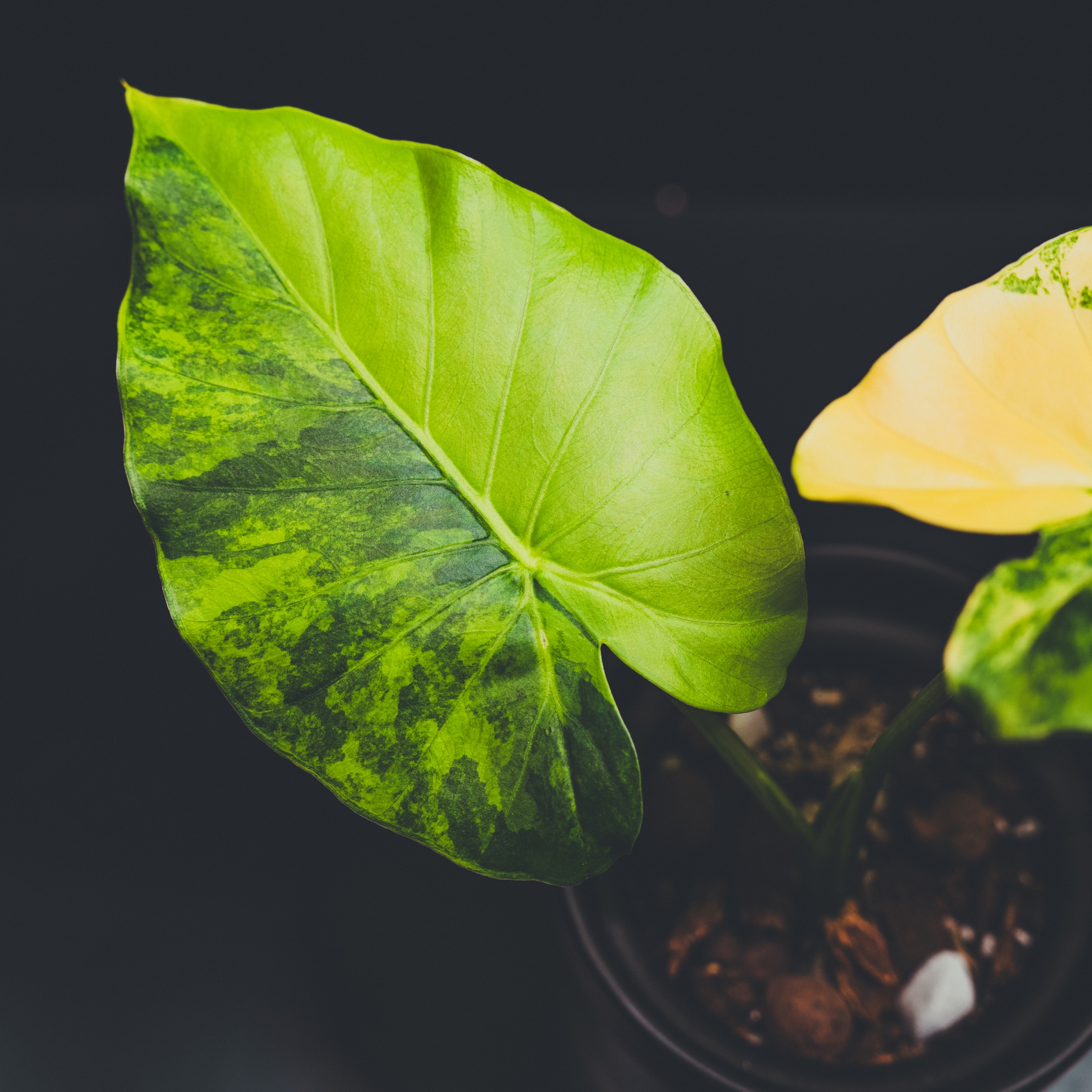 A potted plant with large, vibrant green leaves, one of which has a yellow tint, set against a dark background