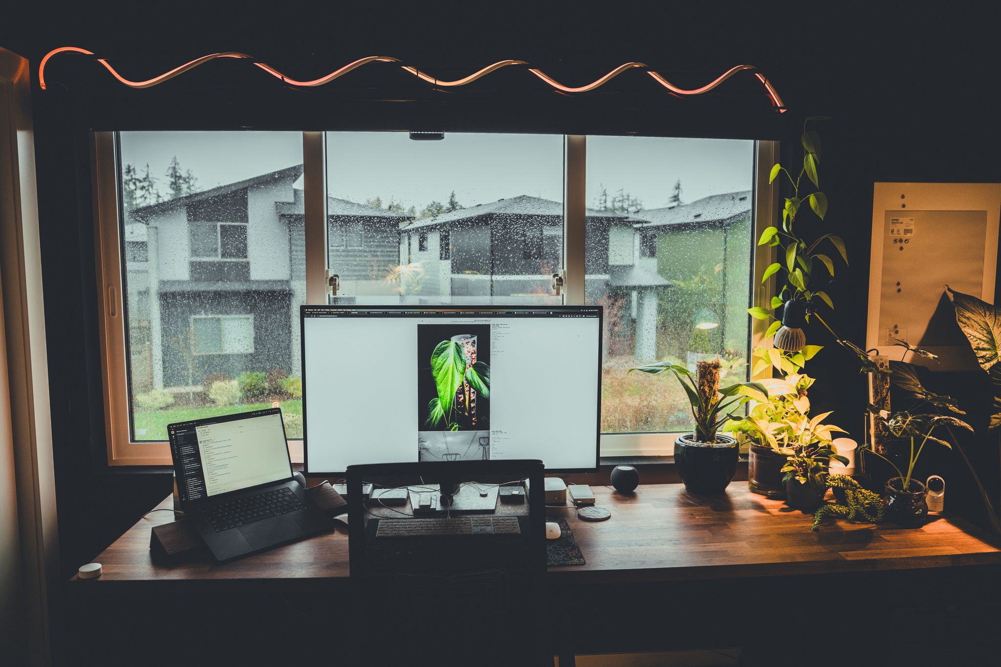 A home office setup with a large monitor displaying a green image, a laptop, and various plants on a wooden desk The window behind the desk reveals a view of houses, greenery, and rain outside