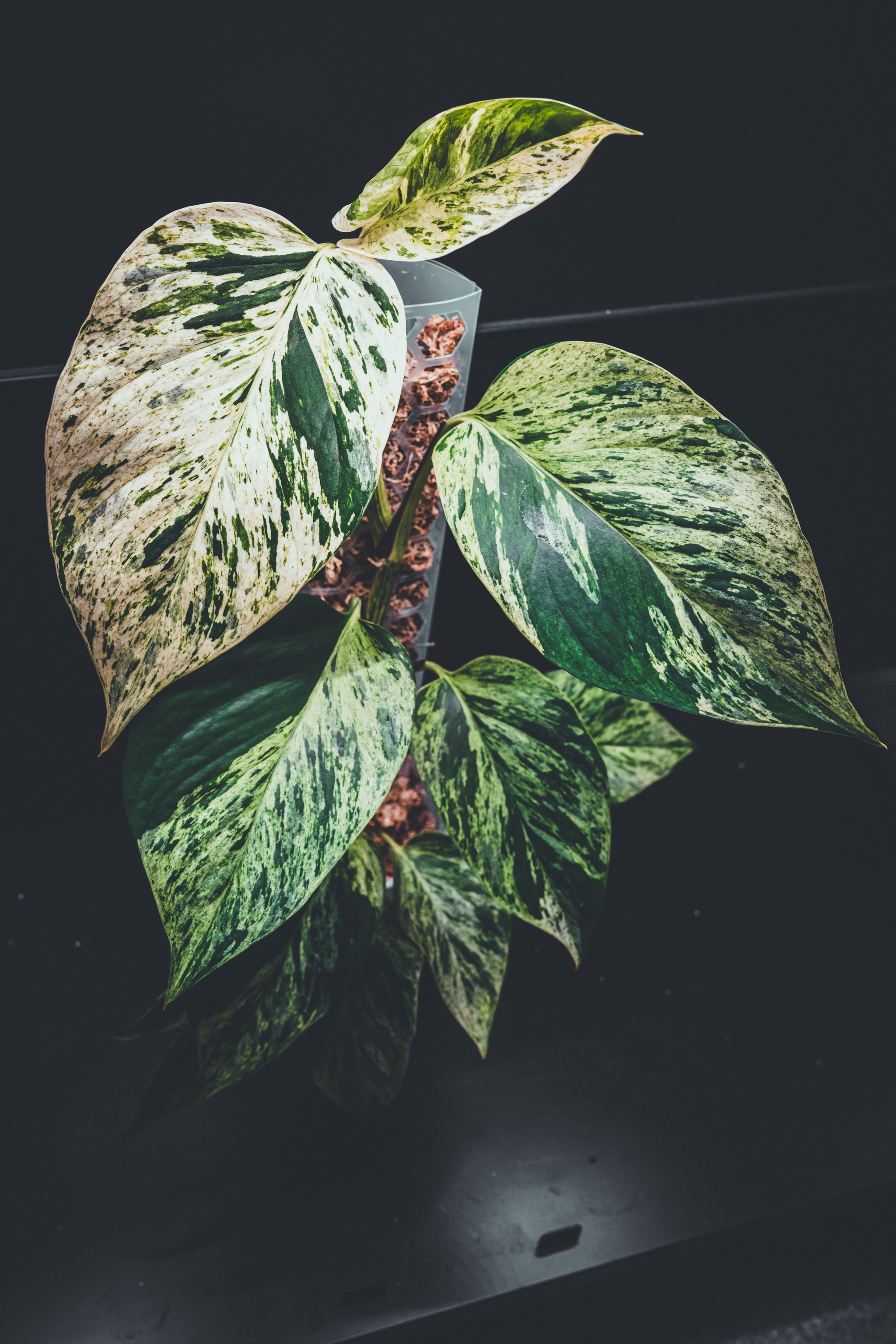 A potted plant with large, variegated green and cream leaves against a dark background