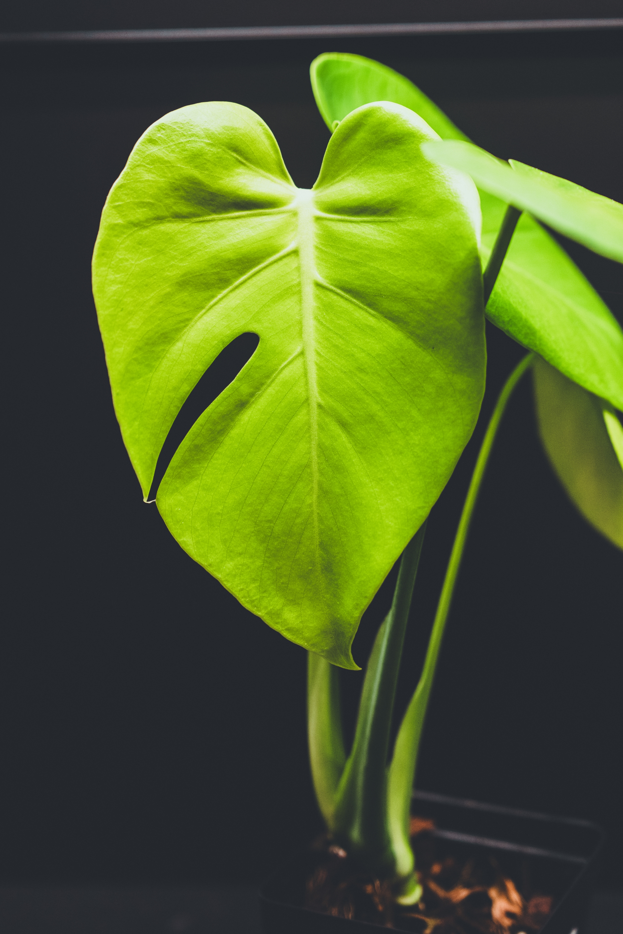 A vibrant green monstera leaf with a dark background