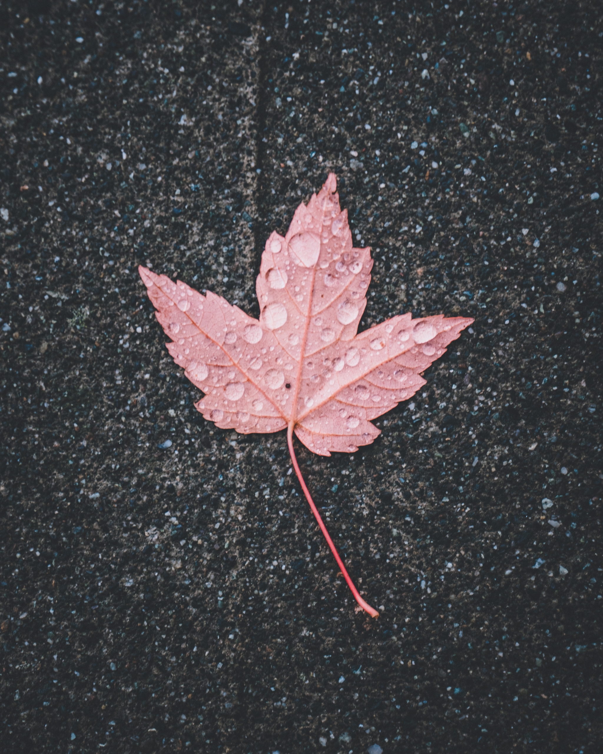 A red maple leaf on wet asphalt with raindrops scattered on its surface