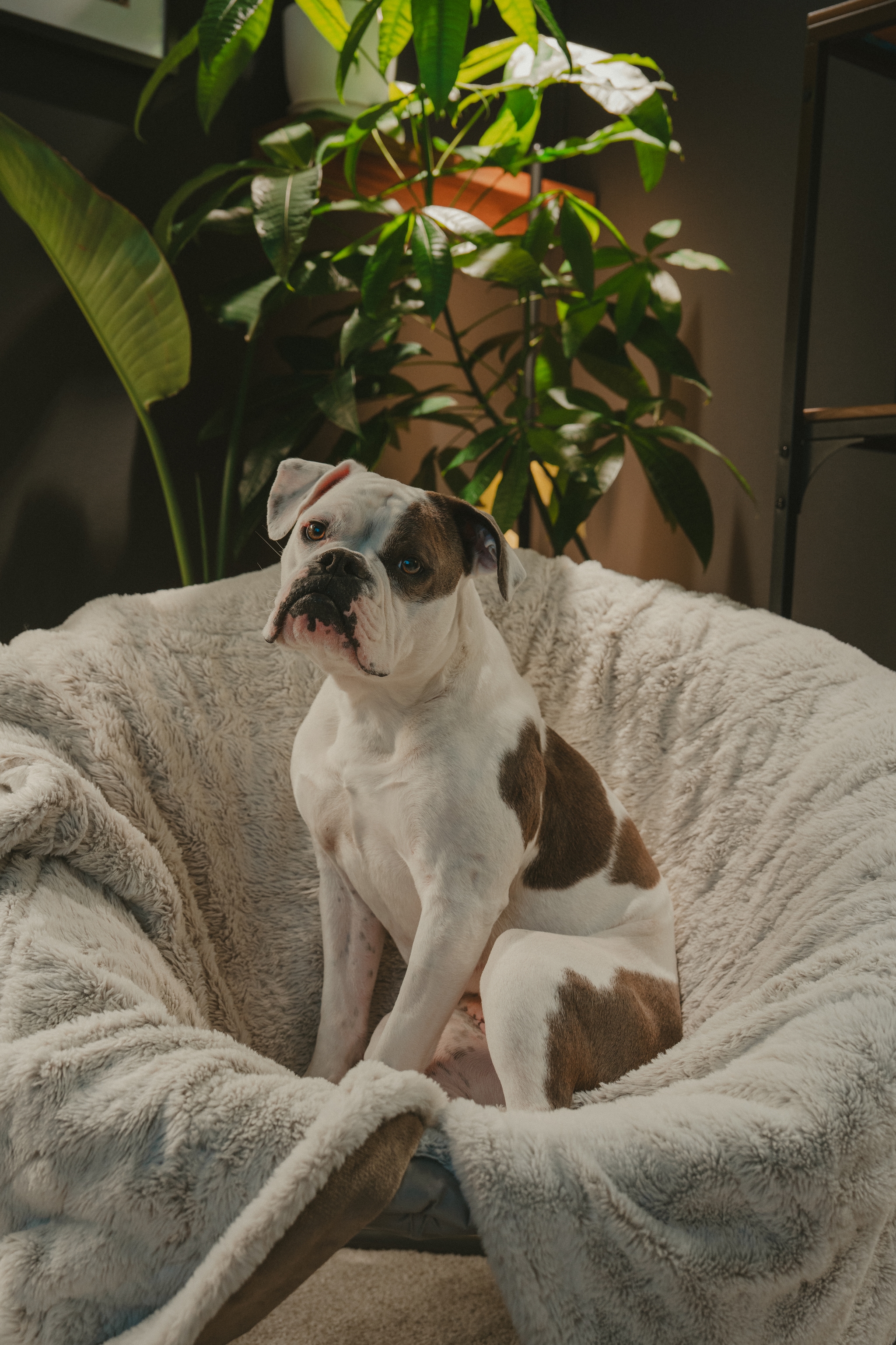A dog with a white and brown coat sits on a plush, gray chair, surrounded by lush green plants