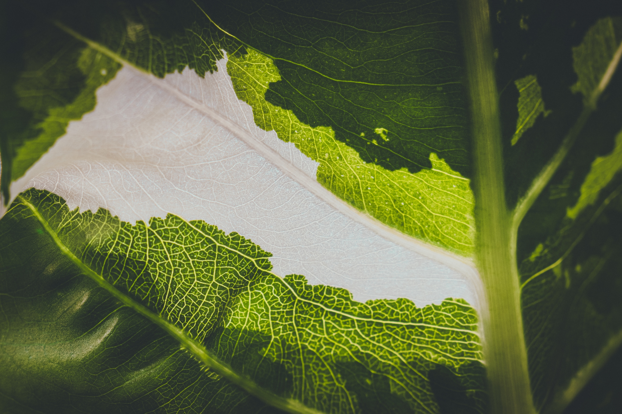A close-up of a green leaf with visible veins and a contrasting white background