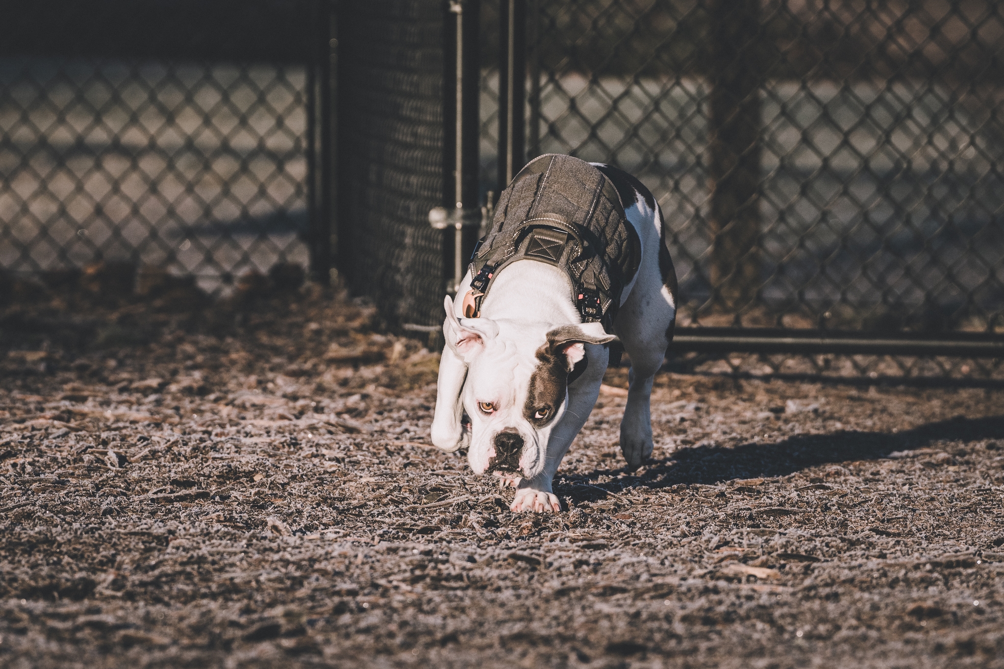 A dog wearing a harness sniffs the ground in a fenced outdoor area