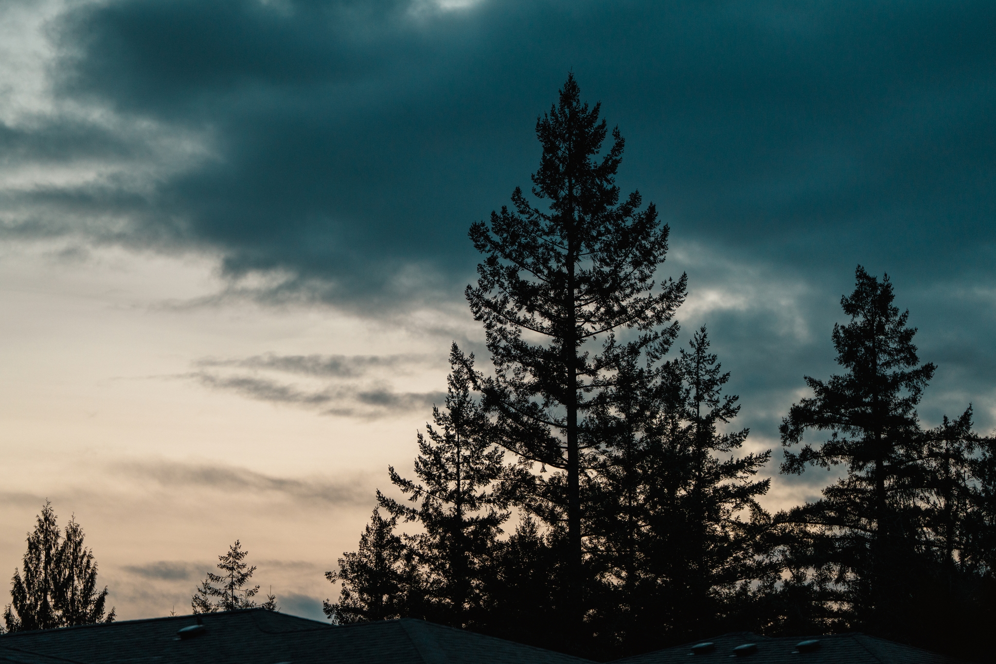 Silhouette of tall trees against a twilight sky