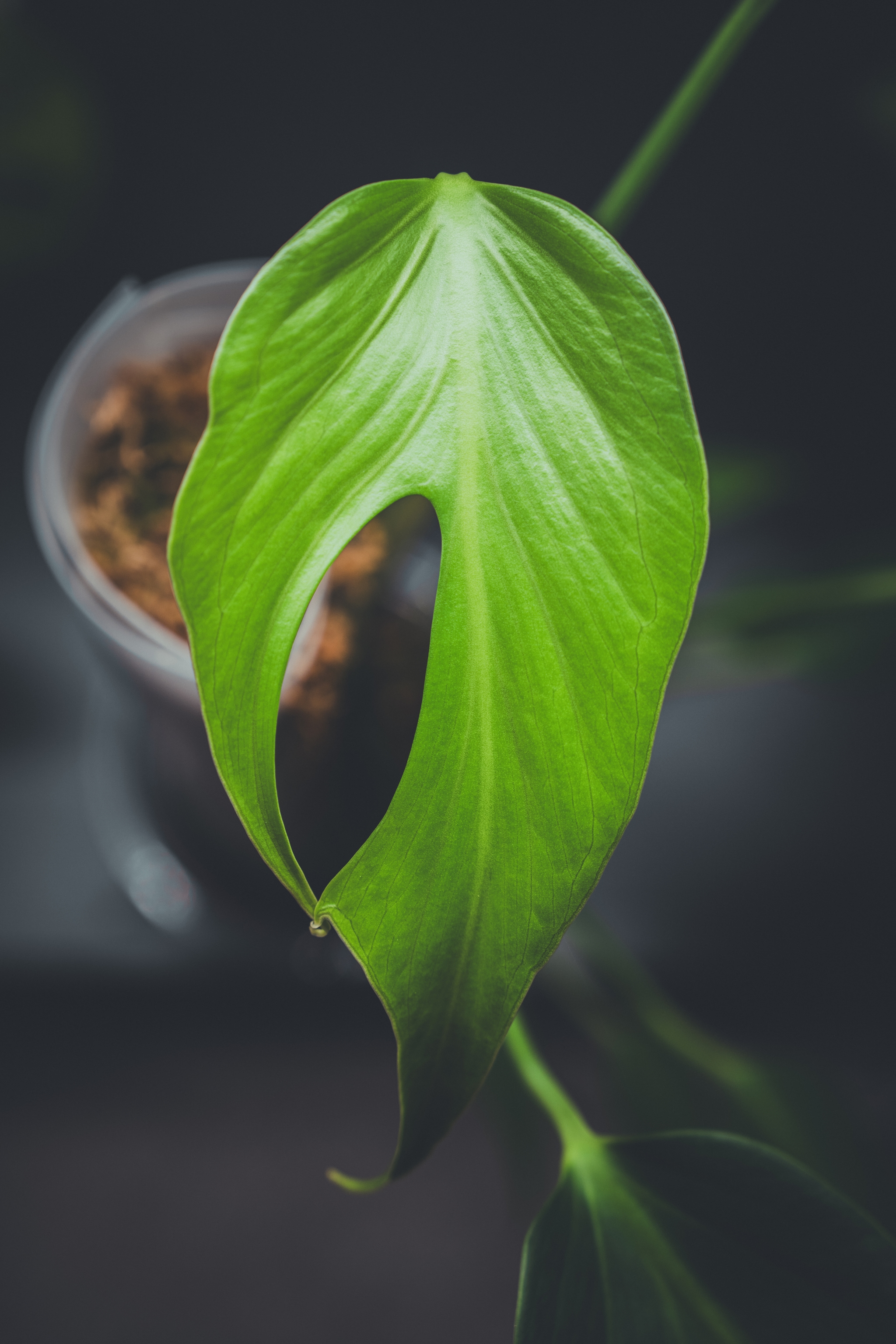 A close-up of a green leaf with a large central hole, set against a dark background