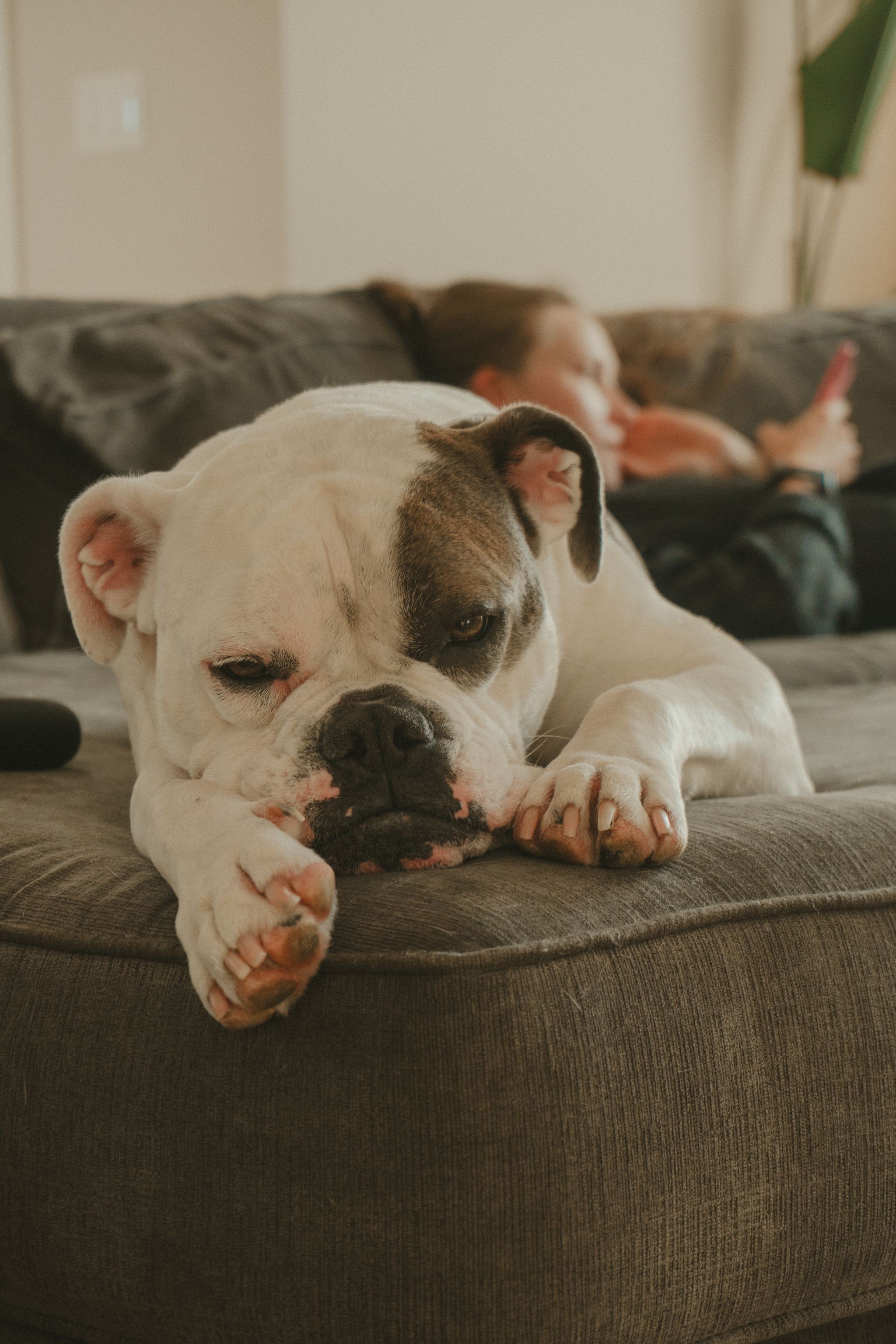 A bulldog resting on a couch with a person in the background using a smartphone