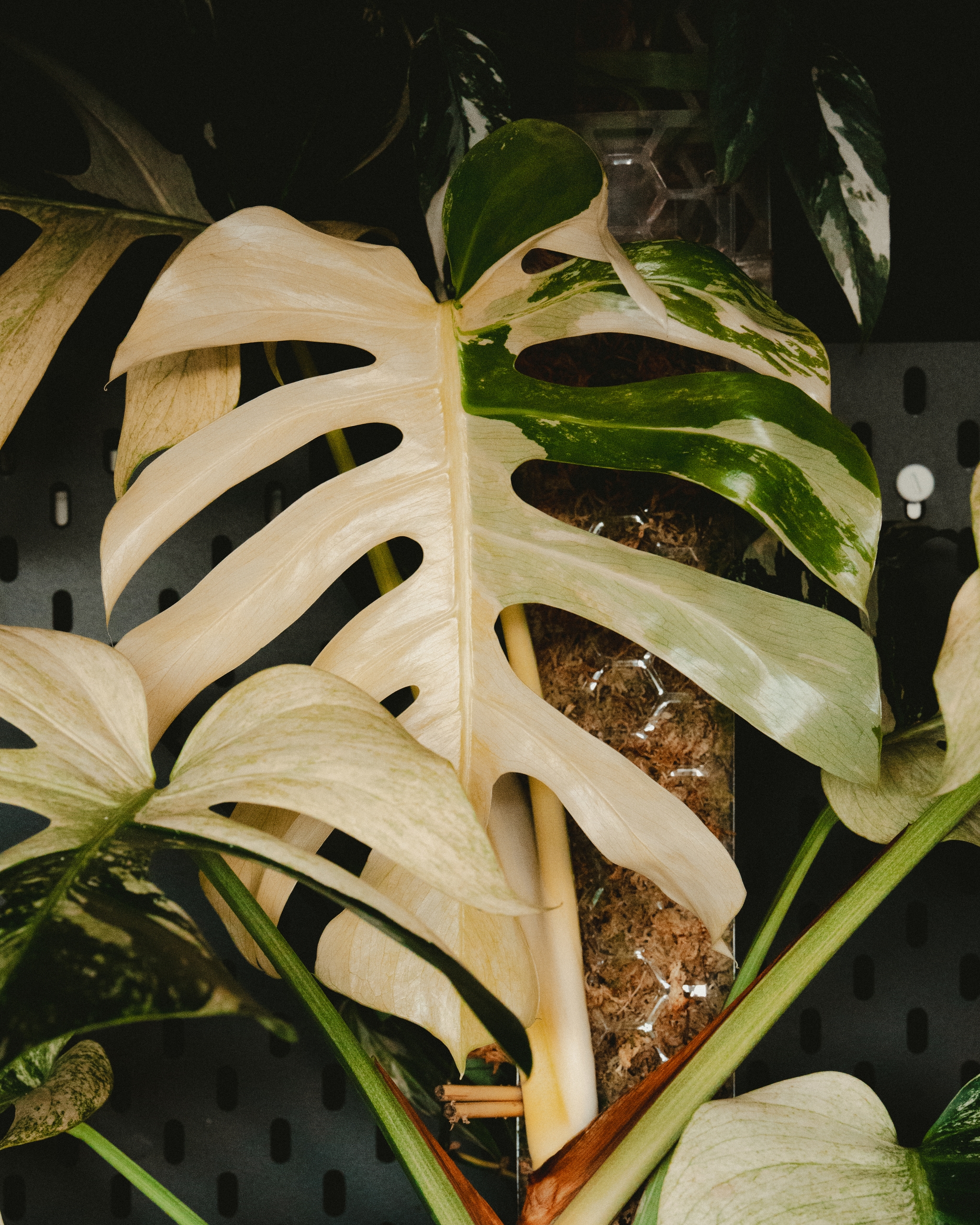 A variegated Monstera mint noid plant with large, split leaves displaying a mix of green and cream colors