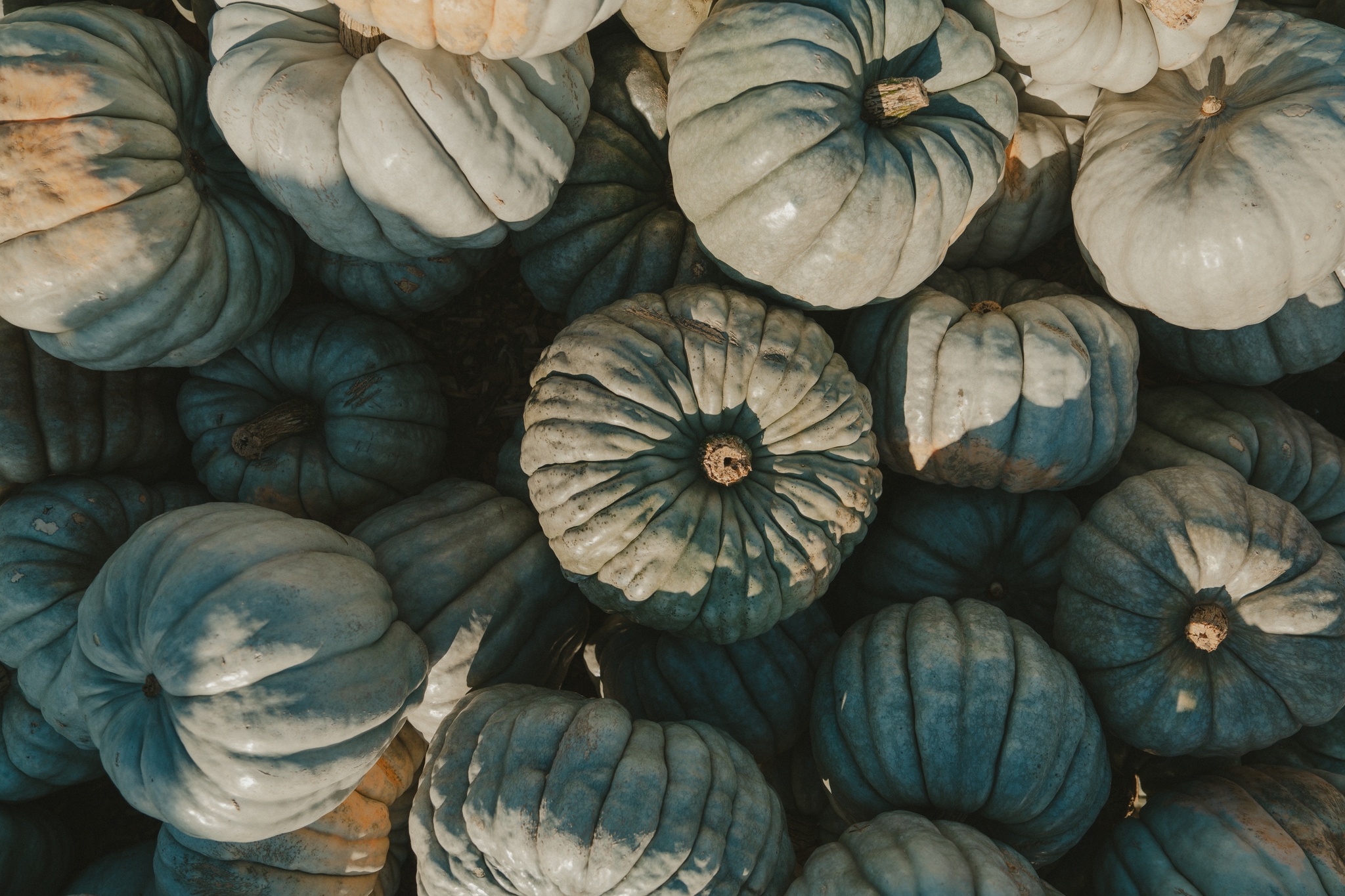 A collection of muted blue-green pumpkins piled together, showcasing a variety of sizes and shapes