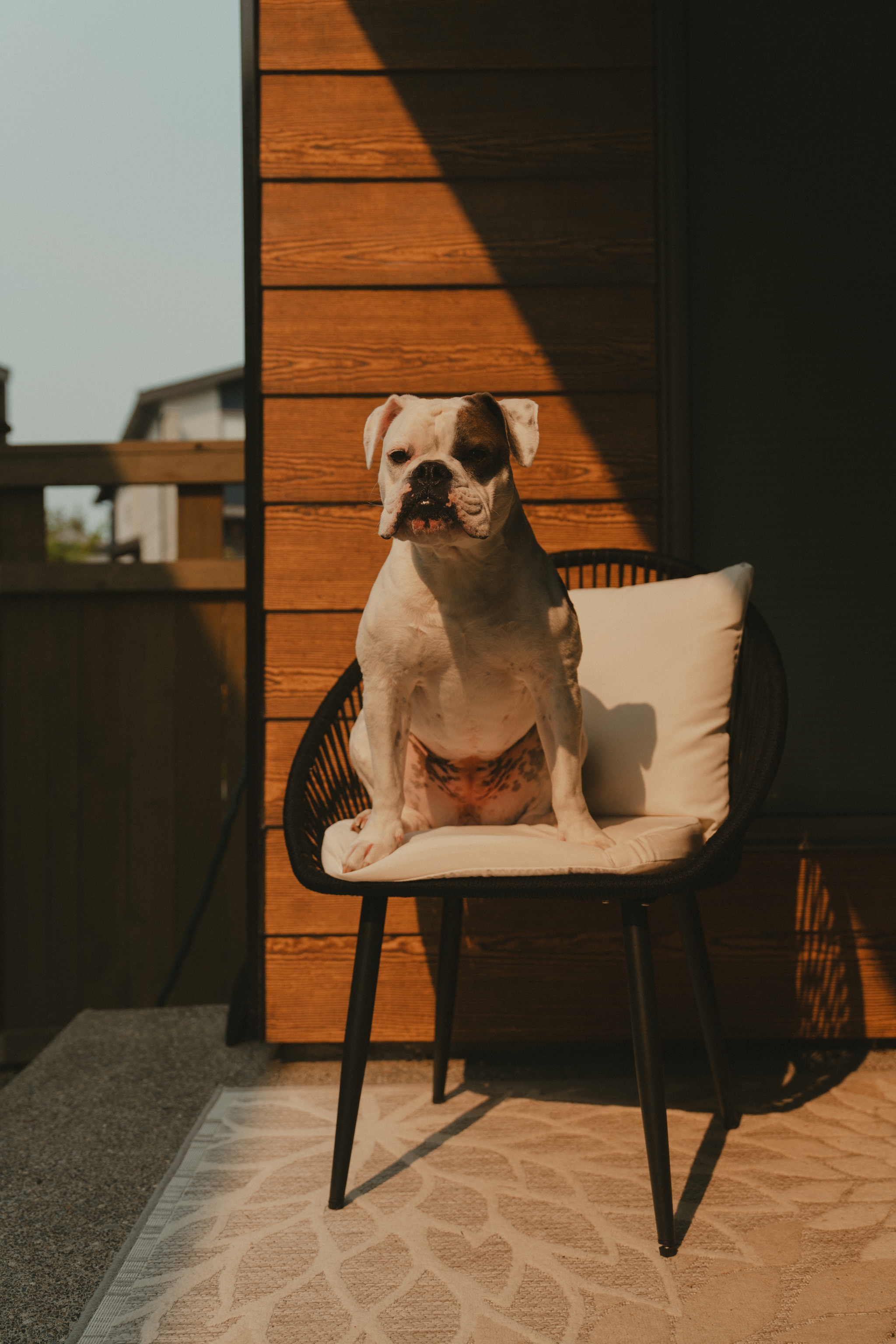 A dog with a black eye patch sits on a cushioned chair against a wooden wall, basking in the sunlight