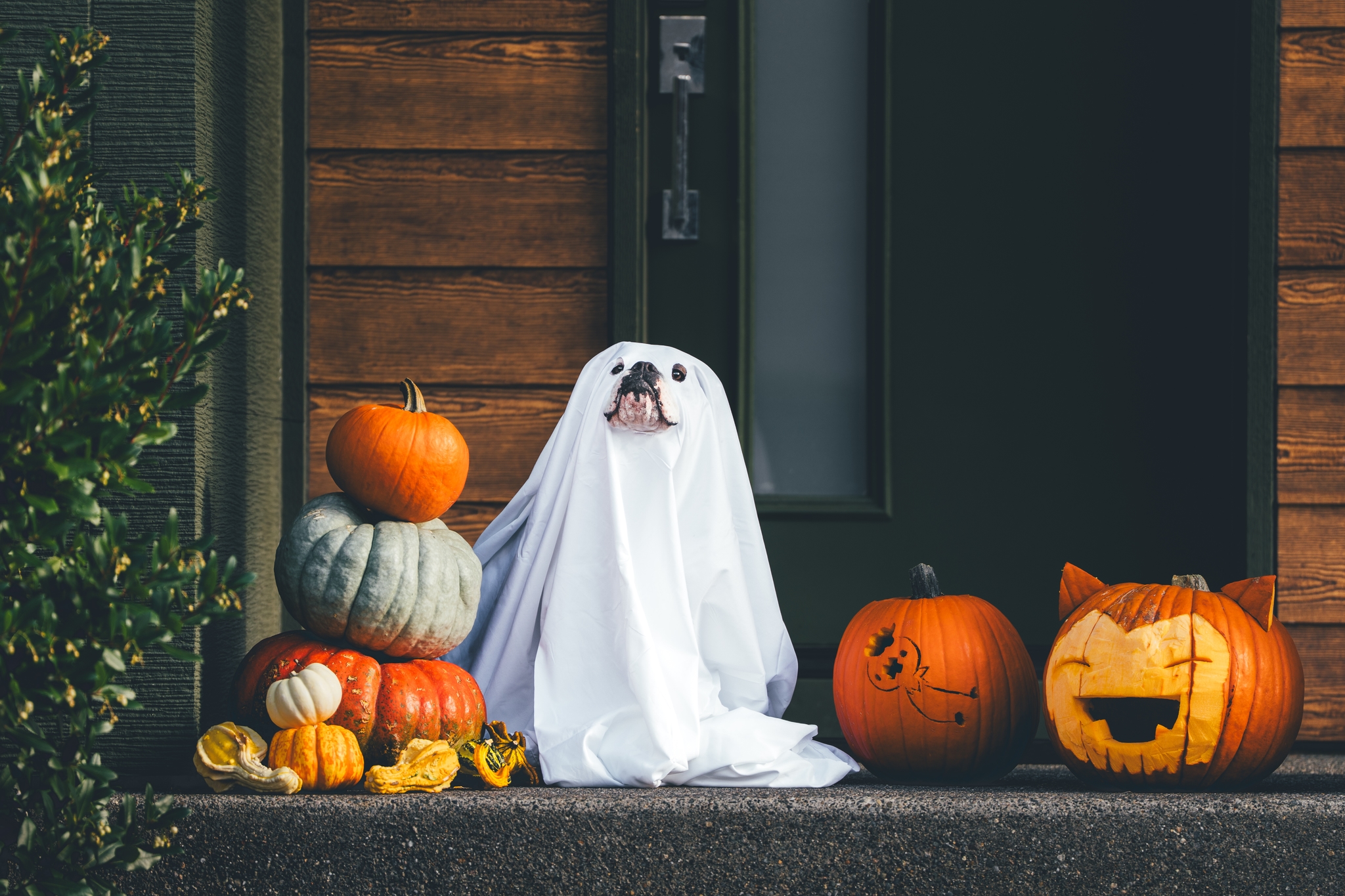 A dog dressed as a ghost with a white sheet, surrounded by carved pumpkins and small gourds on a porch
