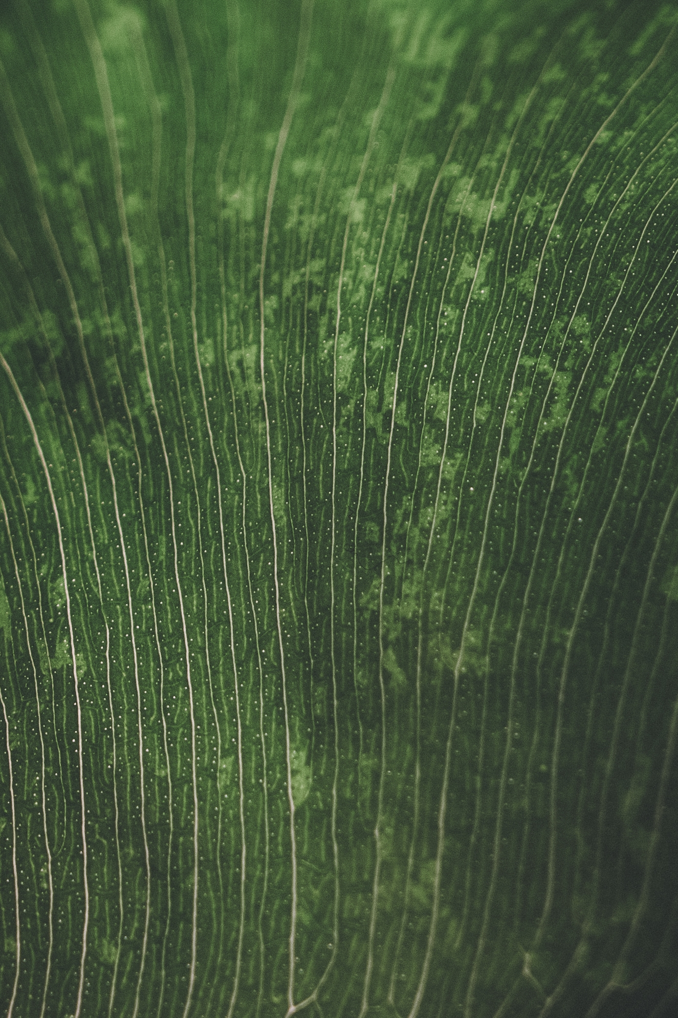 A close-up of a green leaf with visible veins and a textured surface