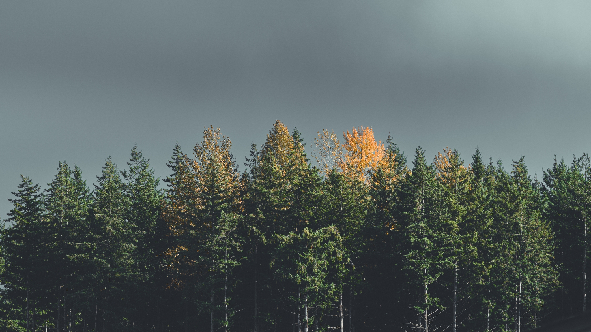 A single golden tree stands out among a dark green forest, under an overcast sky