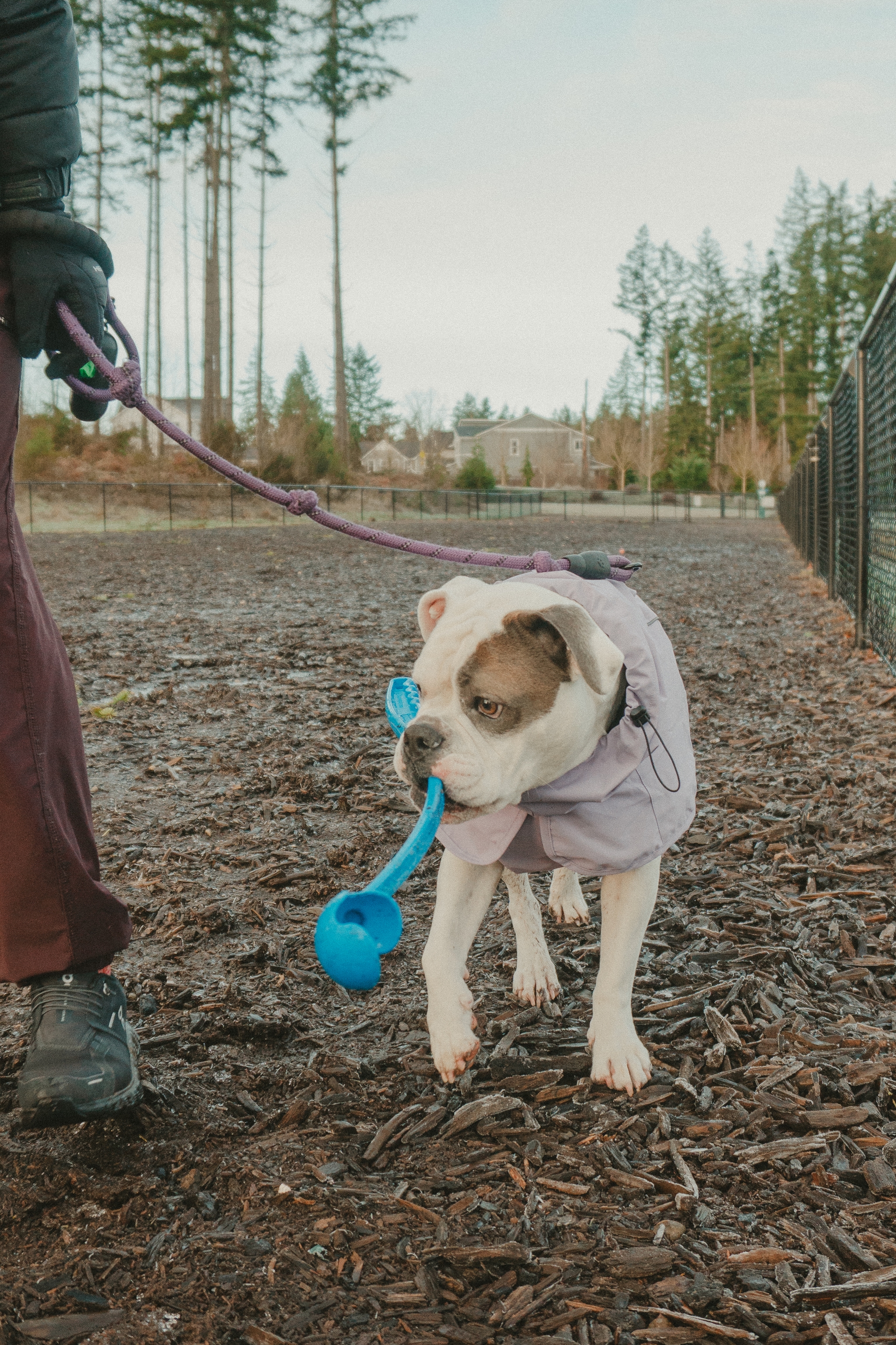 white and tan dog in a coat on leash carrying a blue toy while walking with owner along a bark-covered path near a fenced park and tall trees