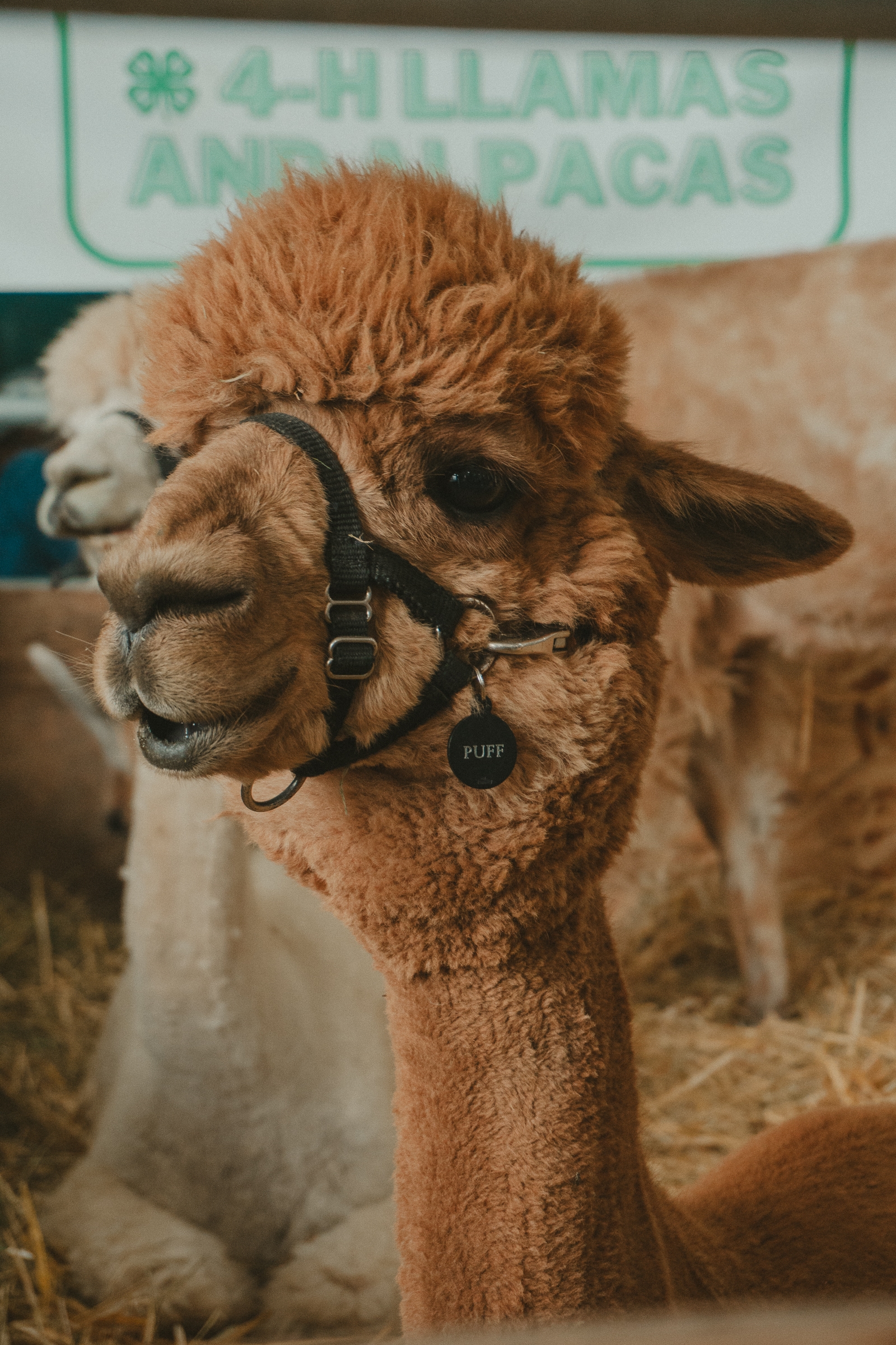 A brown alpaca with a halter stands in front of a sign that reads 4-H Llamas and Alpacas, in a straw-filled enclosure