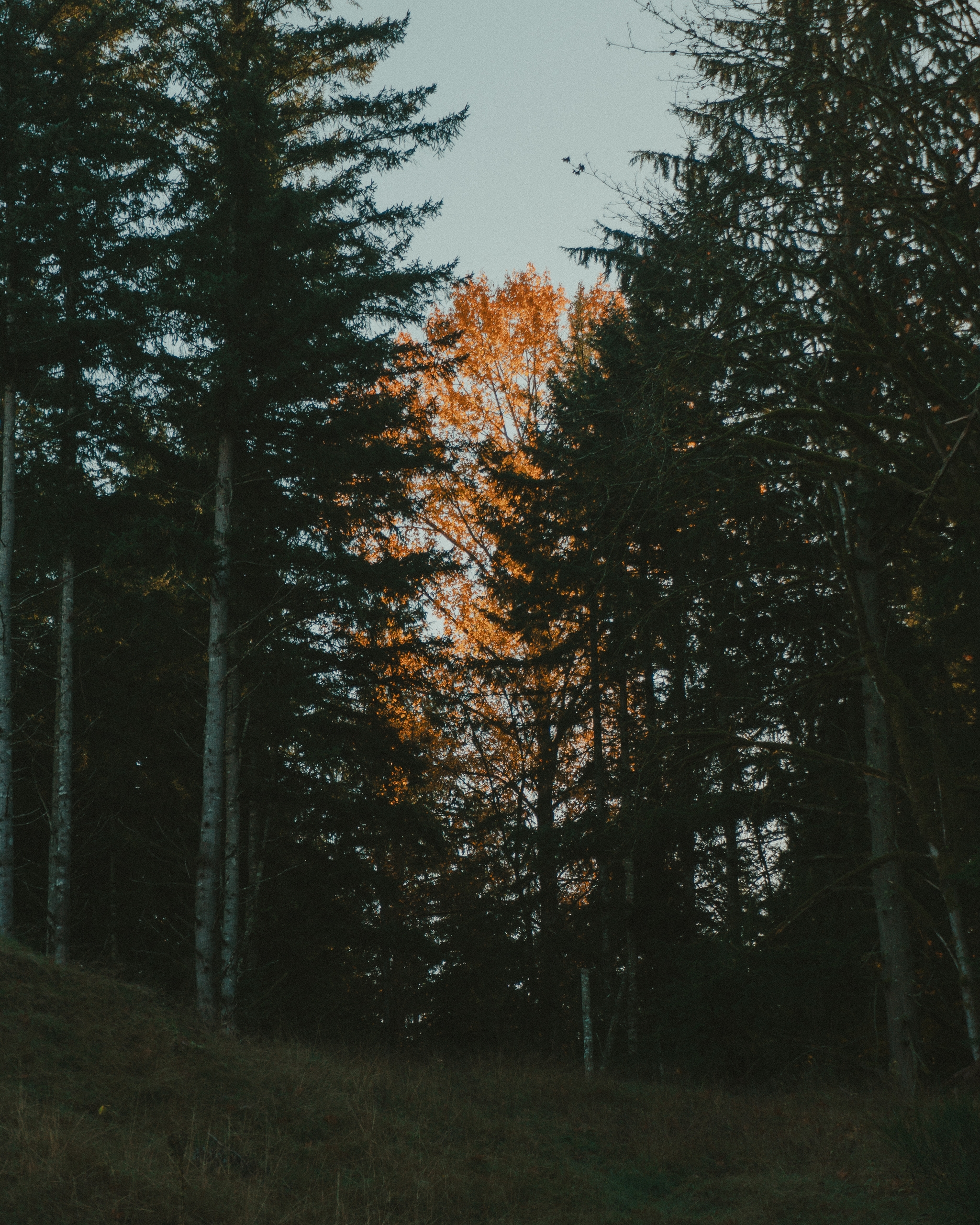 Tall trees with sunlight filtering through tops on a grassy path