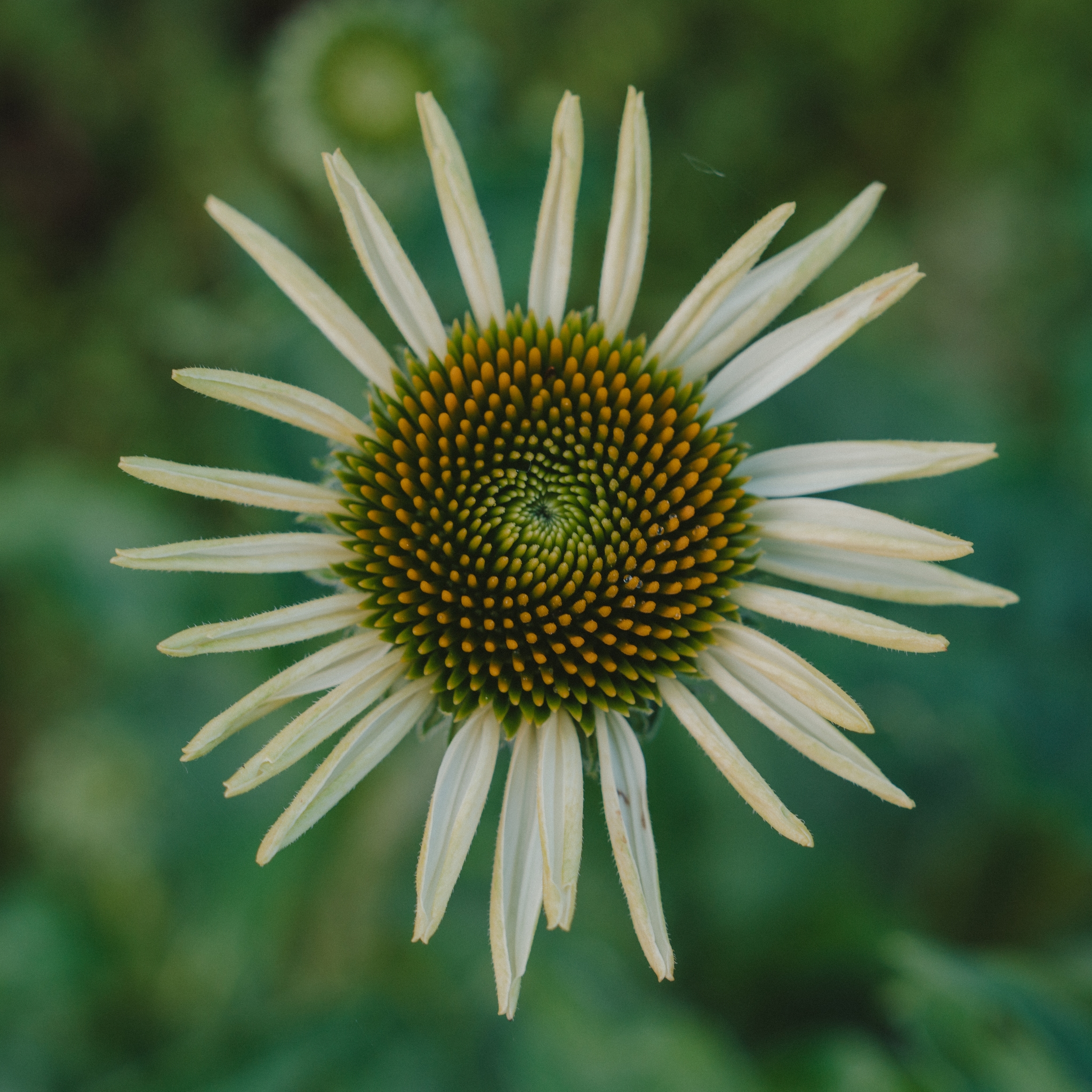 A white coneflower with a green and yellow center, set against a blurred green background