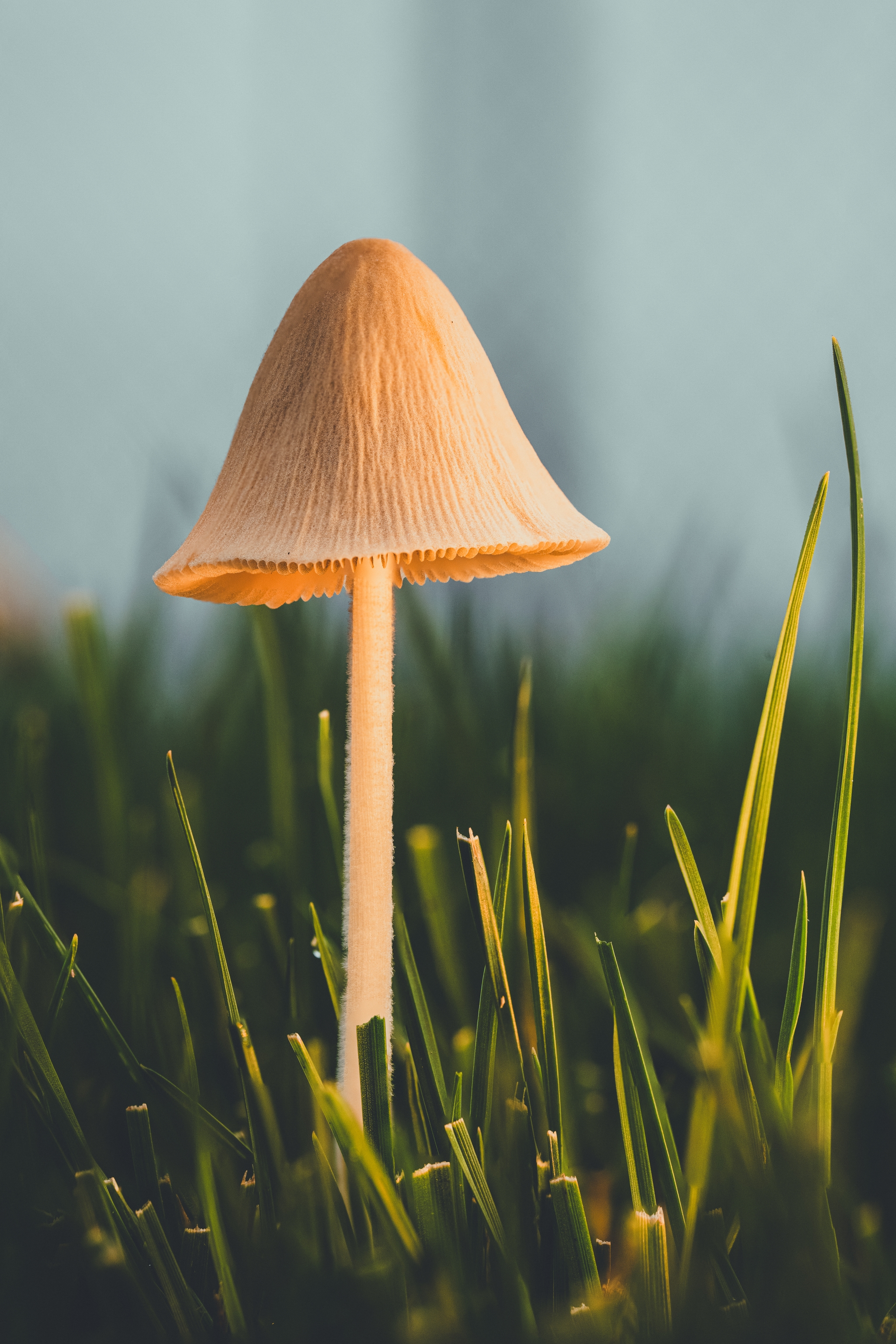 A solitary mushroom with a slender stem and conical cap stands amidst green grass, softly lit from the side