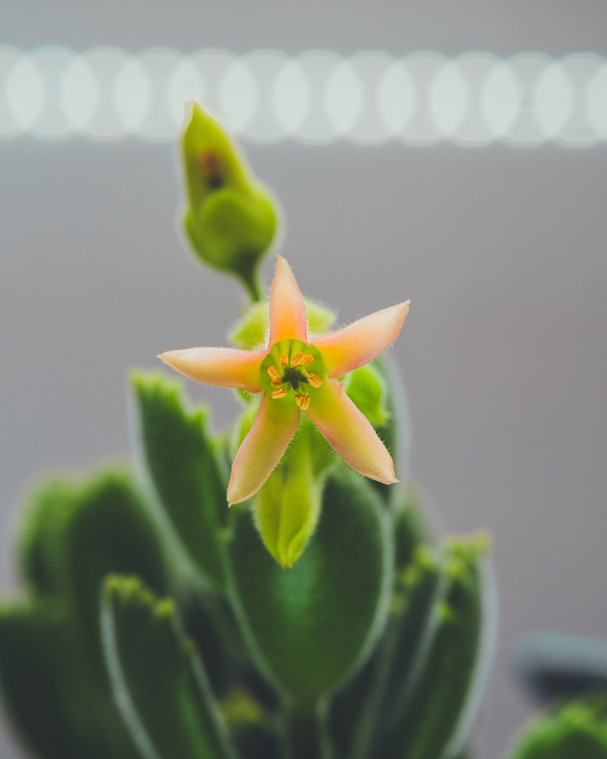 A close-up of a star-shaped, pale orange flower on a green plant with fuzzy leaves, set against a blurred background