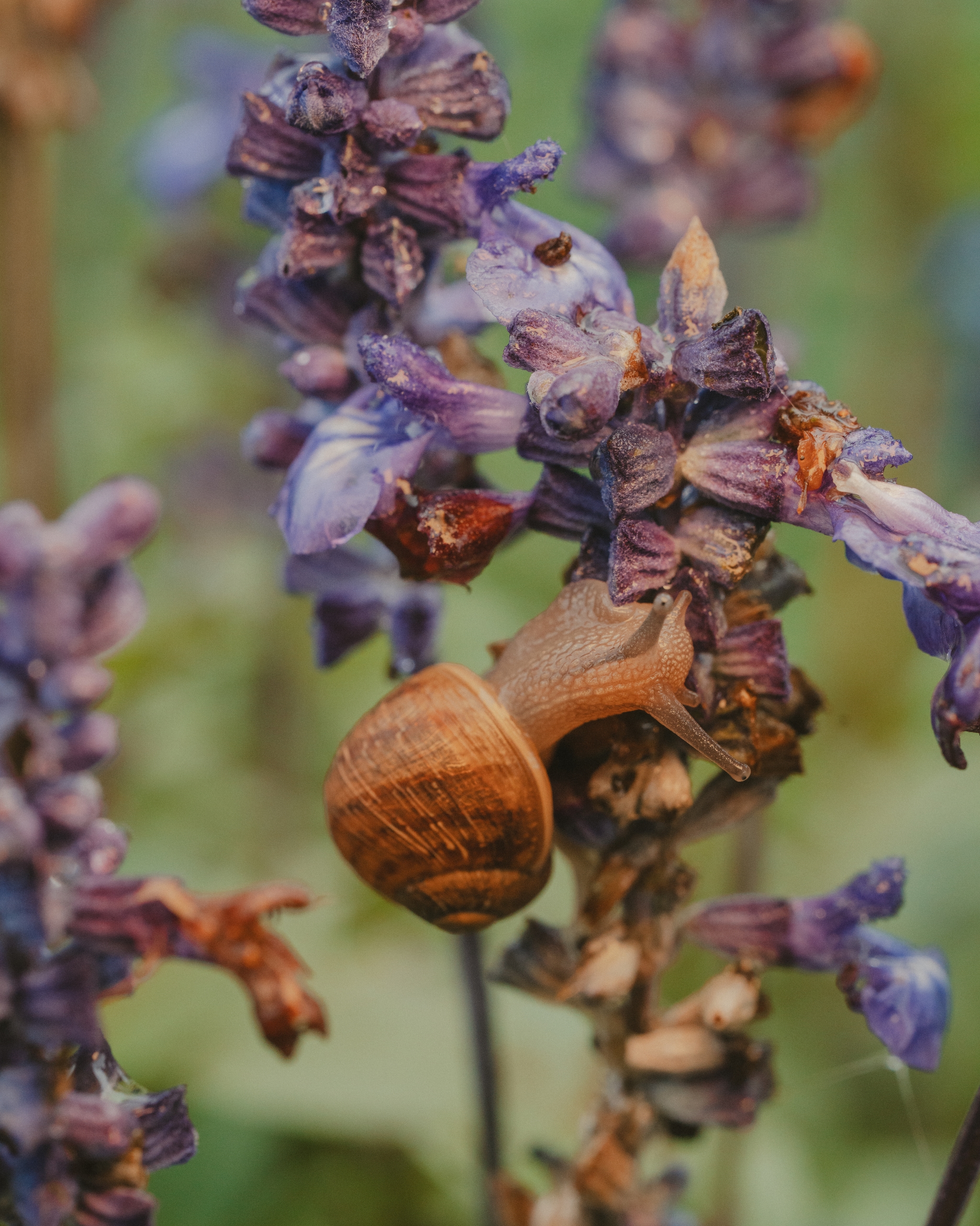 A snail climbing on a purple flower, with a soft-focus background of greenery and other flowers