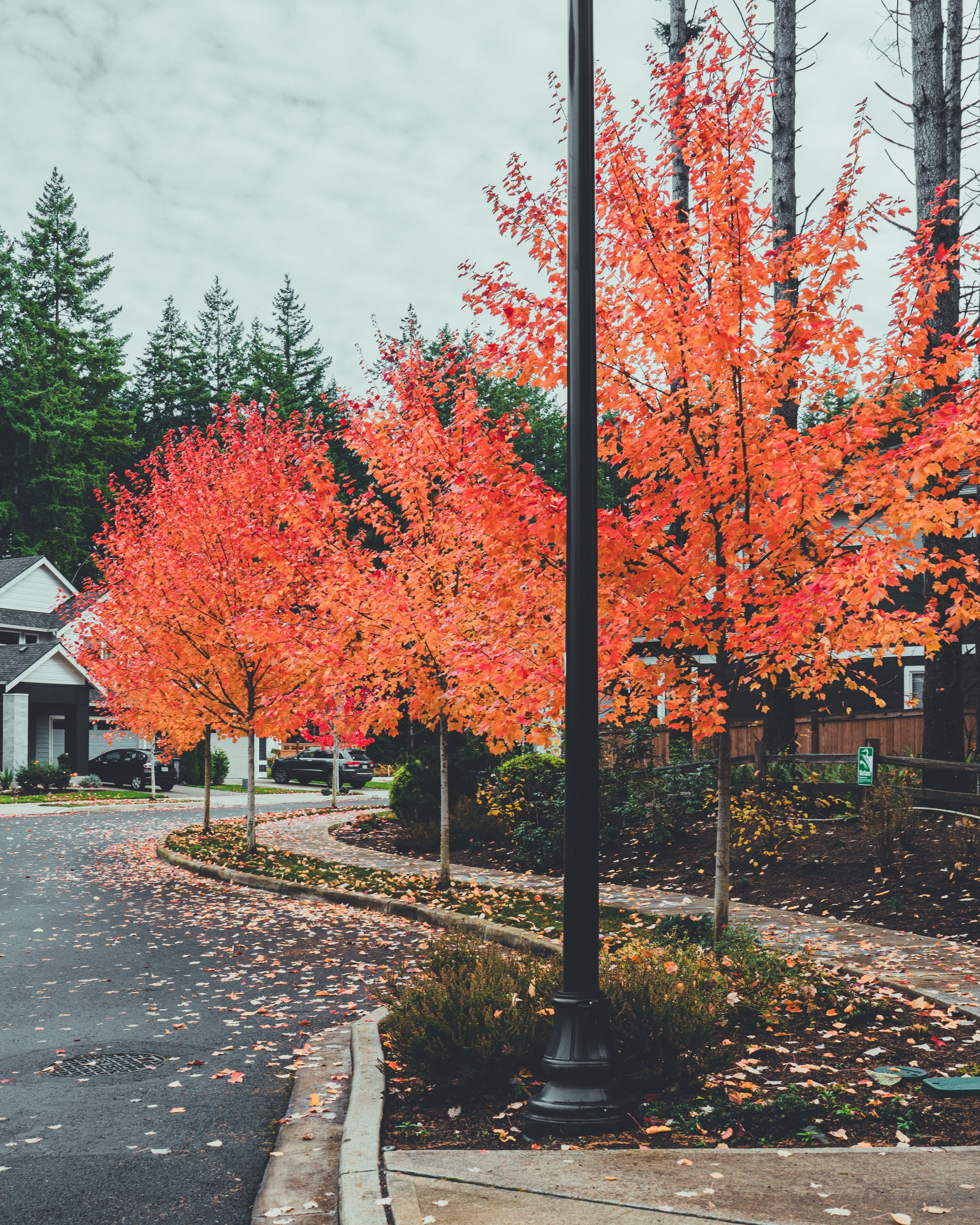 Red autumn trees line a quiet suburban street with houses in view