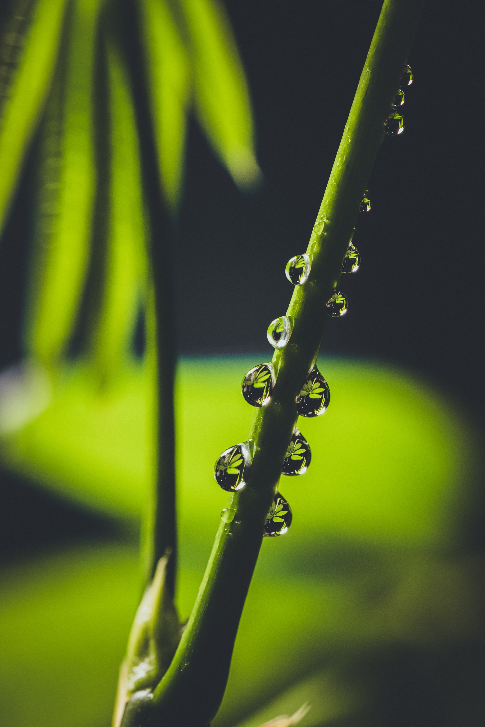 A close-up of a plant stem with droplets of water clinging to it, set against a blurred green background