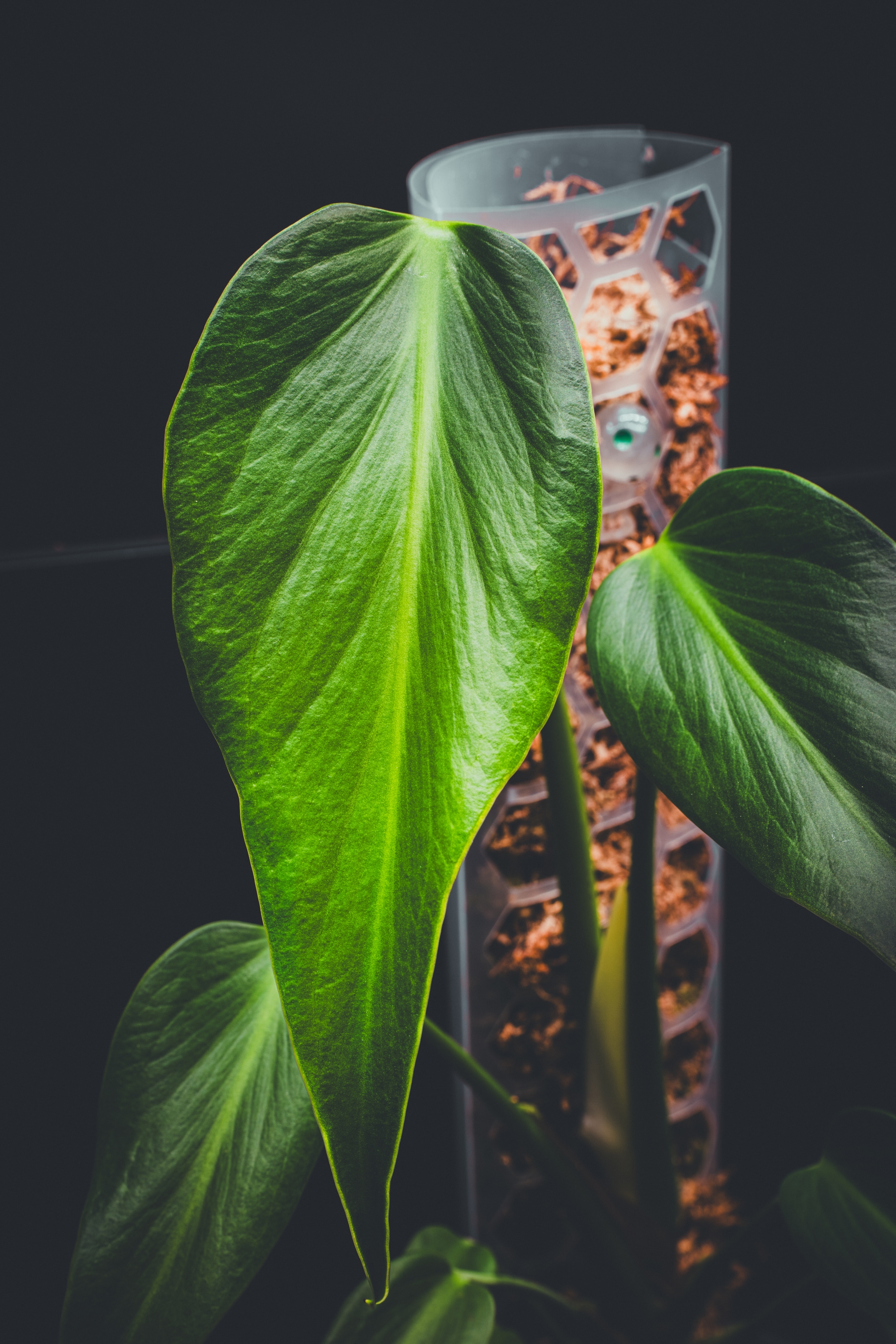 A burle marx flame, vibrant green leaf in front of a cylindrical container filled with moss, set against a dark background