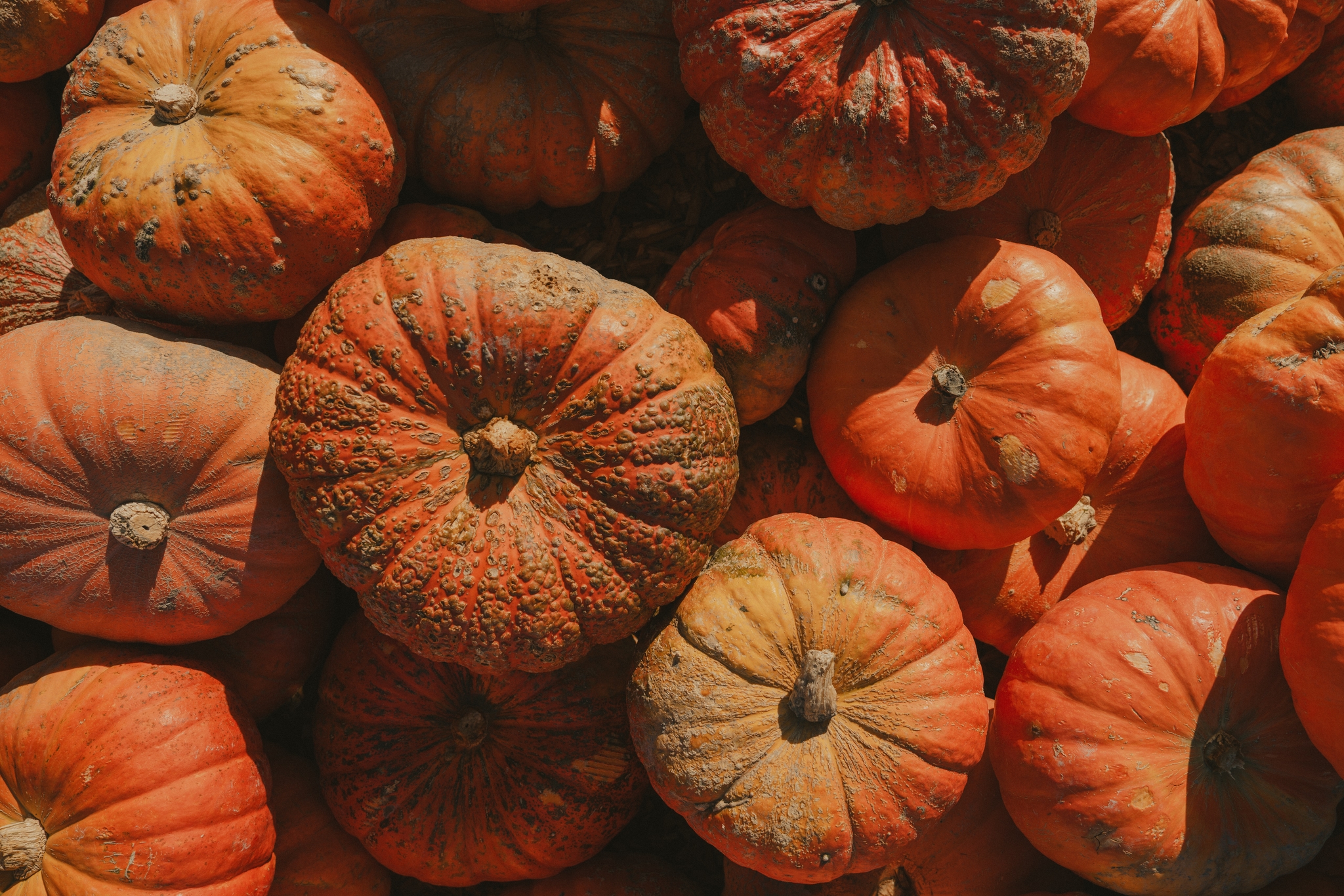 A pile of orange pumpkins, some with prominent stems, bathed in warm autumnal light, creating a rich, textured display