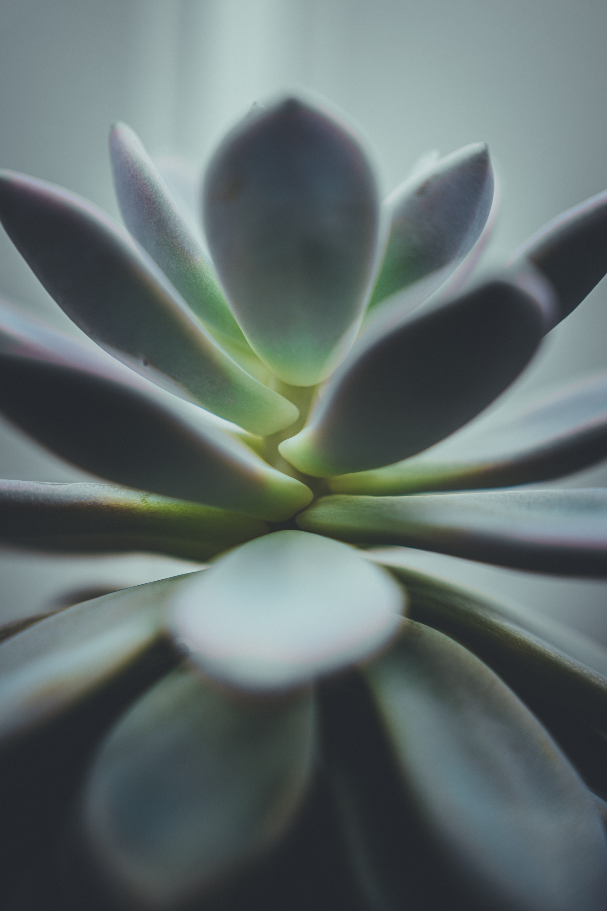 A close-up of a succulent plant with thick, fleshy leaves in soft, muted tones
