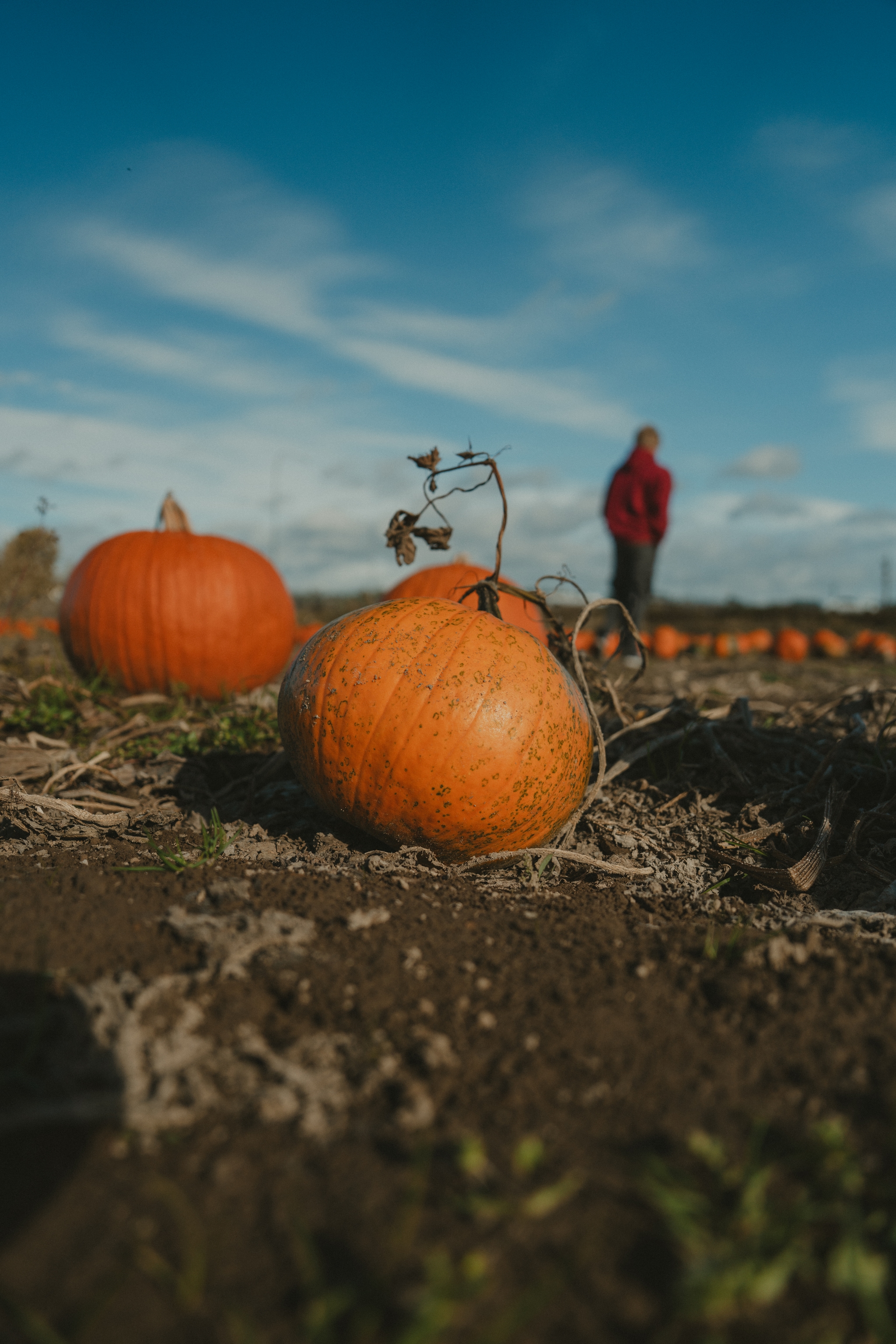 Pumpkin in foreground with a person standing in the background under a blue sky