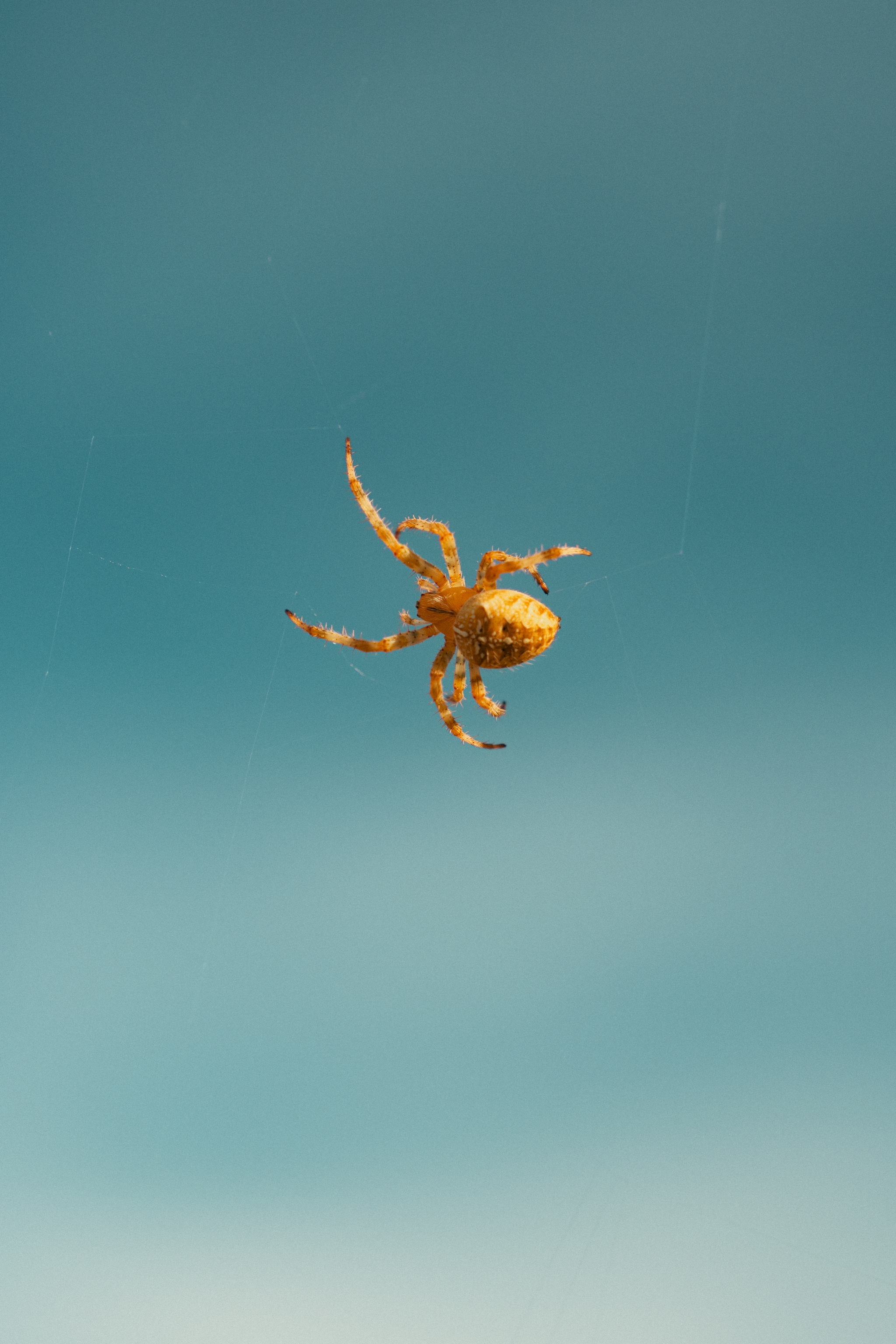 A spider suspended in the air against a clear blue background