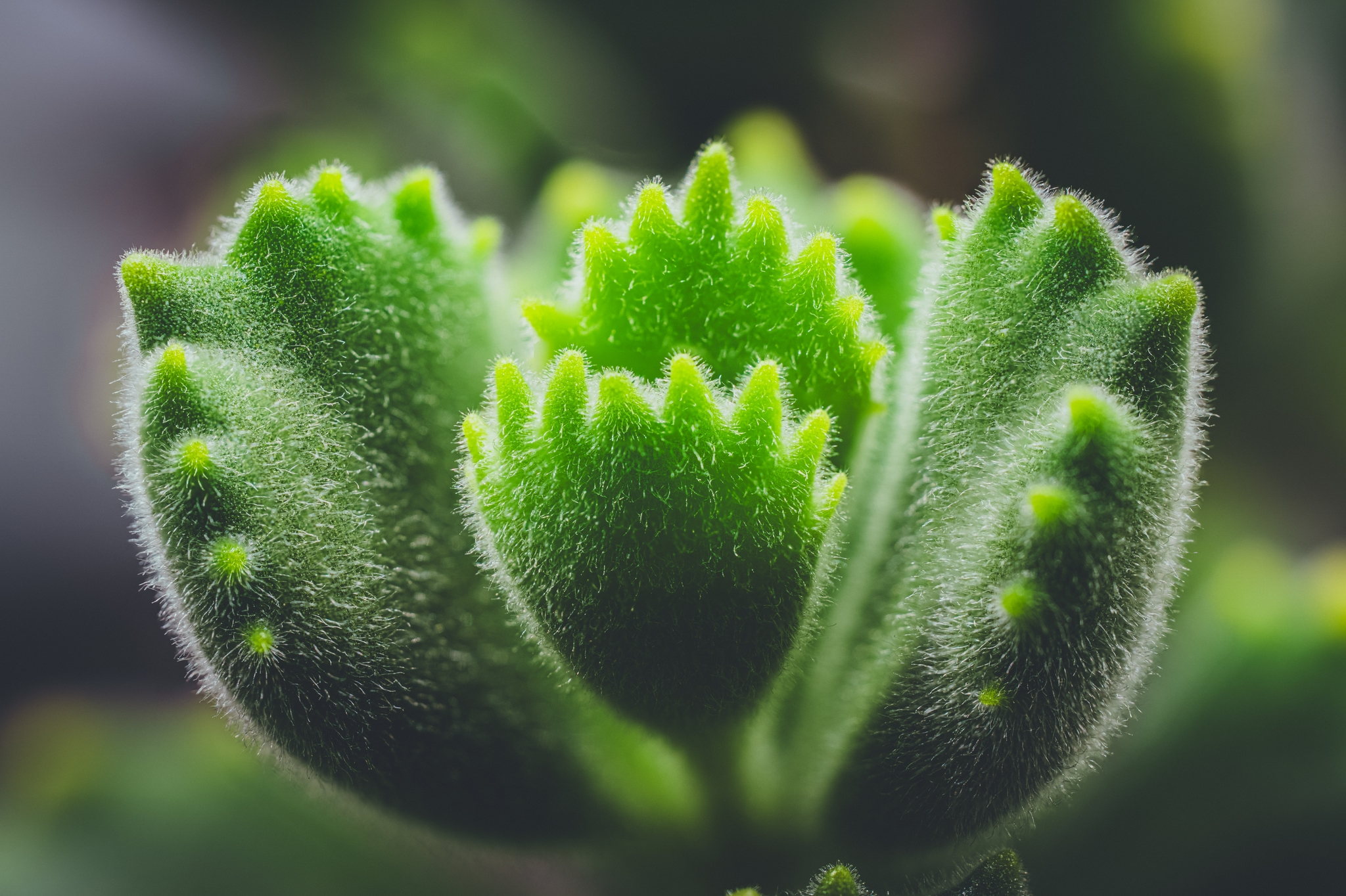 A close-up of a green Cotyledon Tomentosa Bear's Paw succulent plant with fuzzy, scalloped-edged leaves