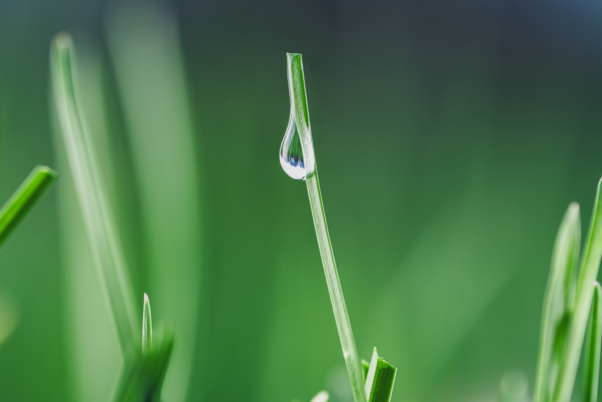 A close-up of a grass blade with a water droplet, set against a blurred green background