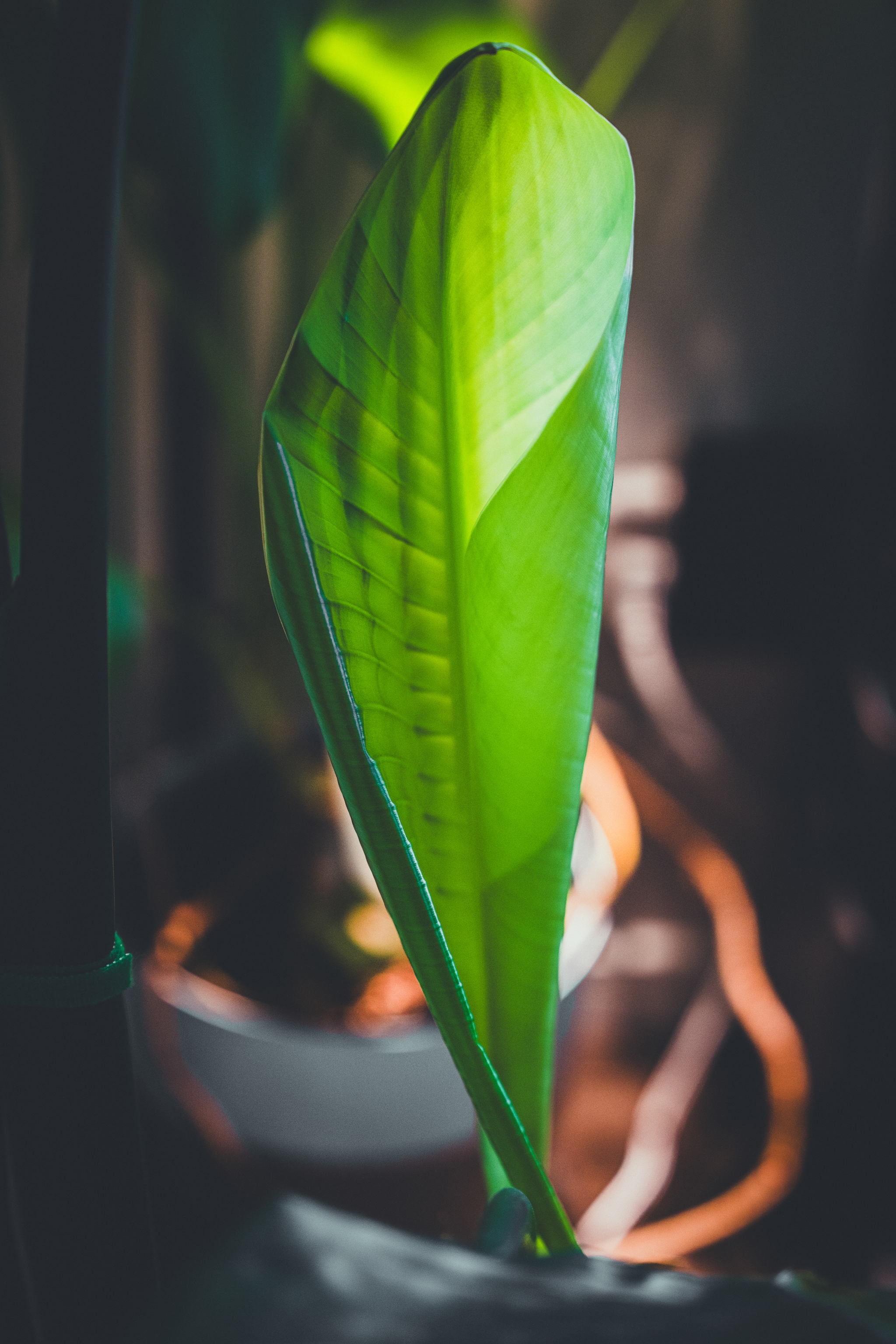 A single green leaf, illuminated by light, with a dark, blurred background