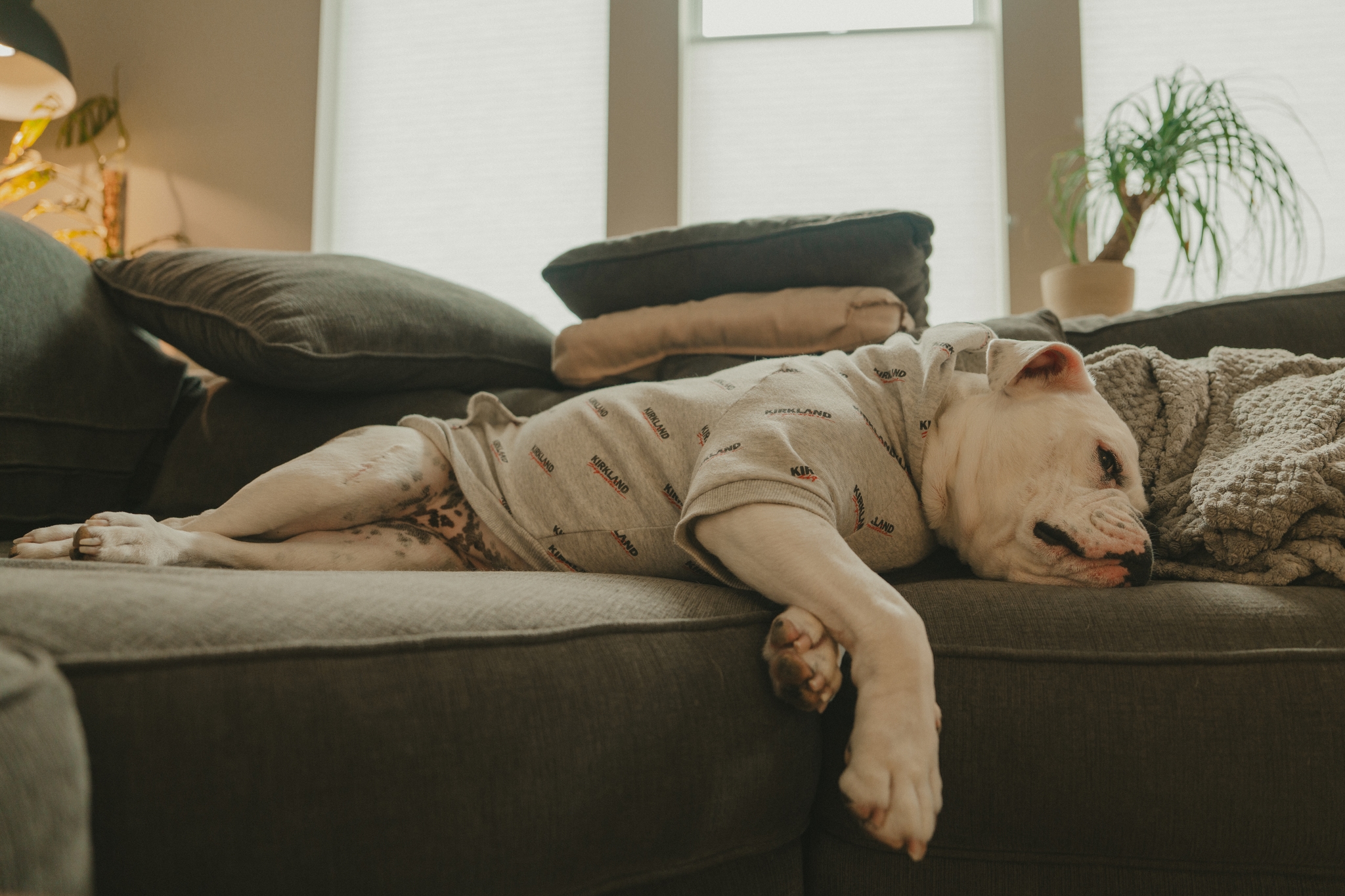 A dog wearing a sweater is lounging comfortably on a couch in a cozy living room, with large windows and indoor plants in the background