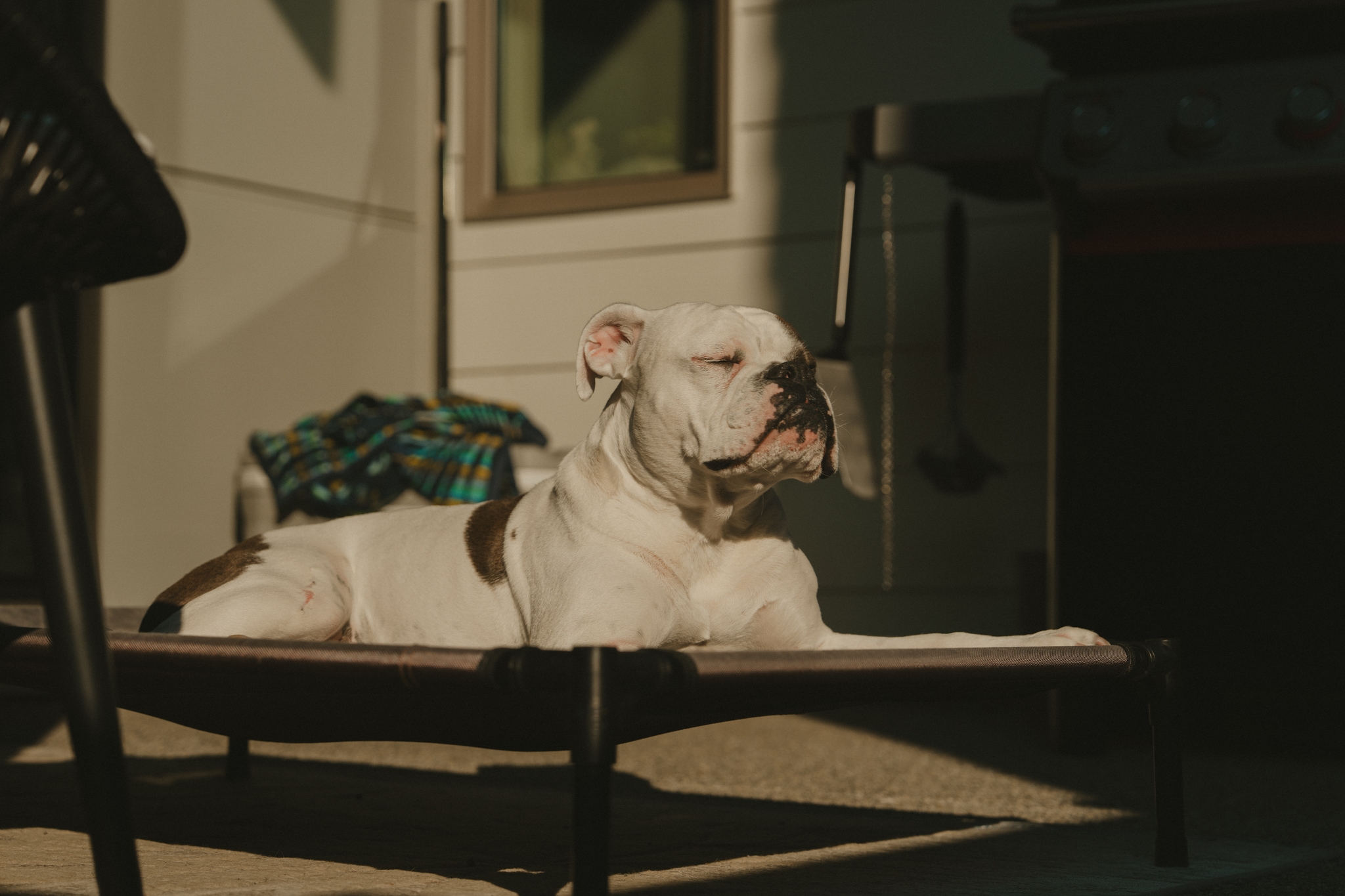 A white bulldog lounges on a pet bed outdoors in the sunlight, next to a window and a folded blanket