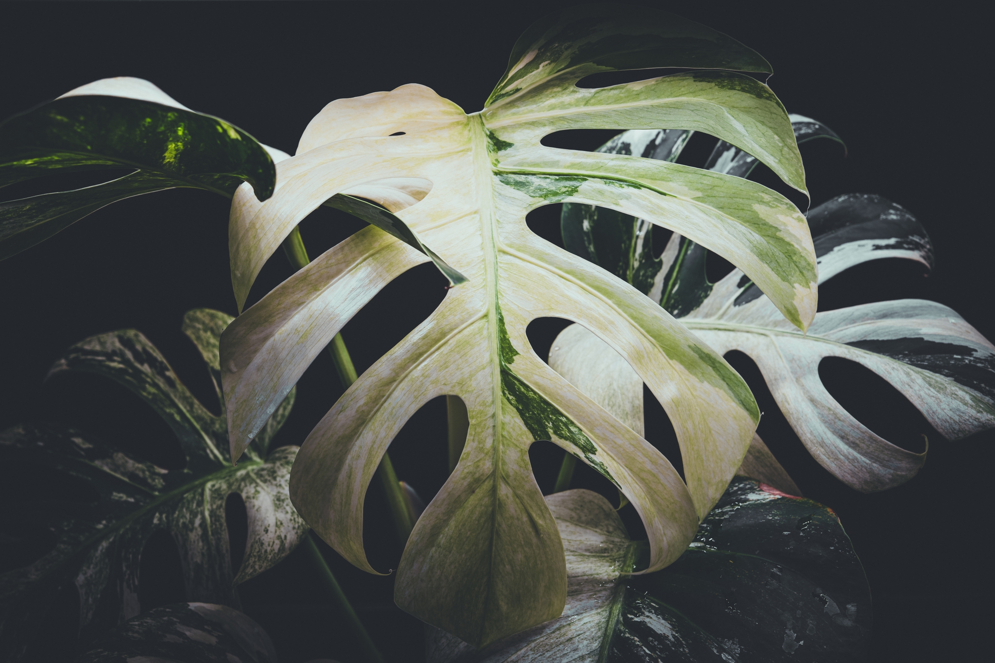 A Monstera plant with large, perforated leaves against a dark background