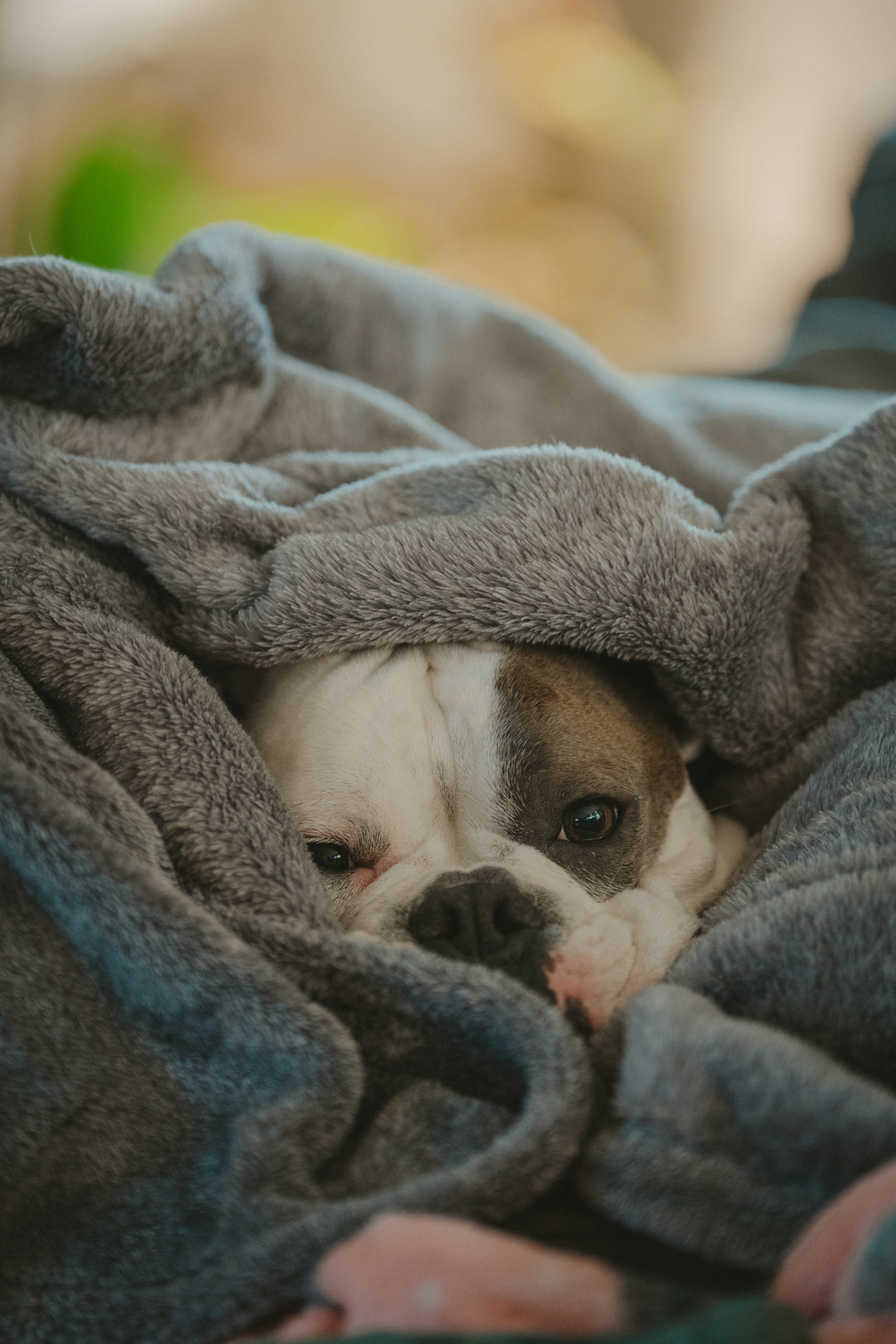 A bulldog snuggled in a gray blanket, with only its face showing