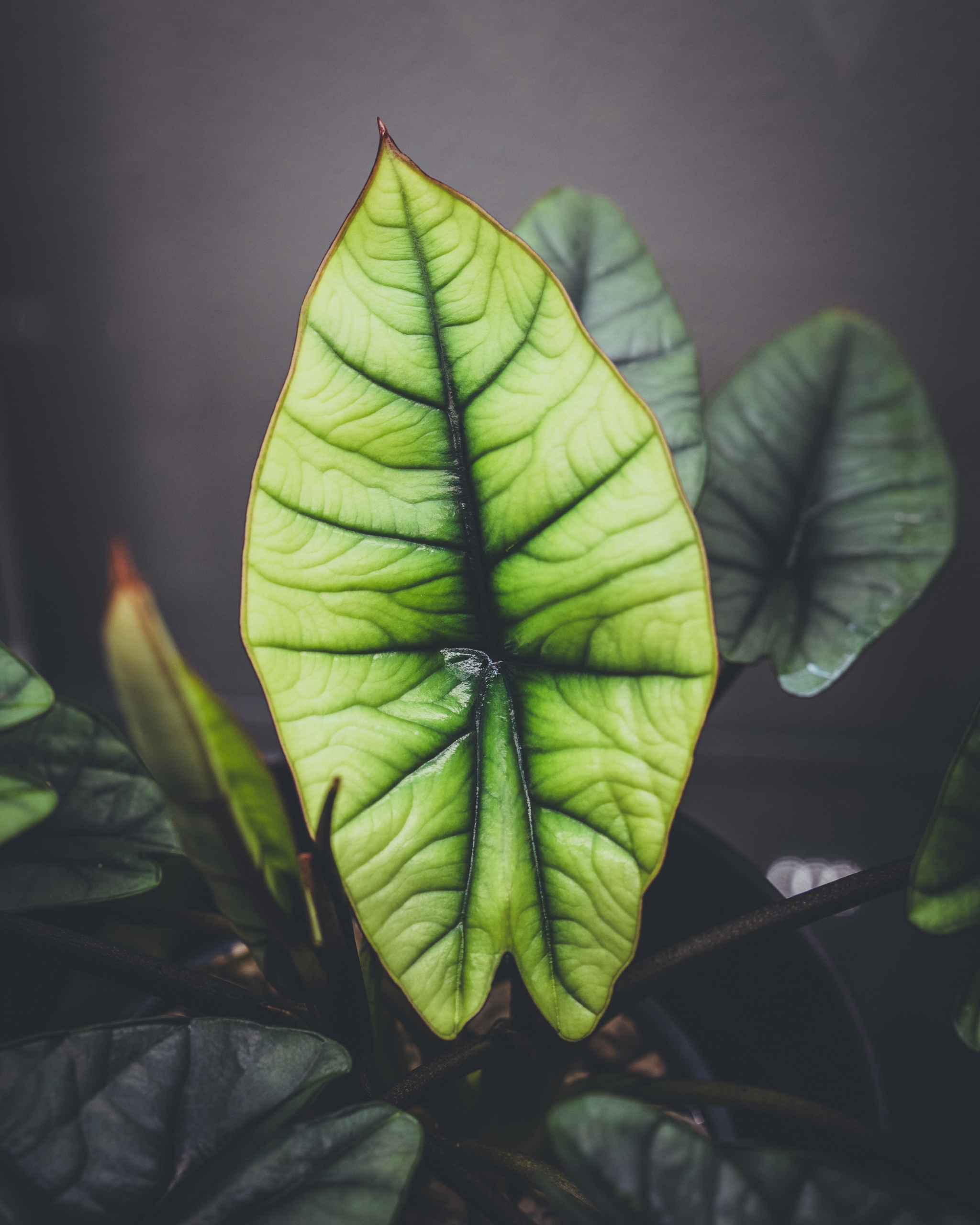 A close-up of a vibrant green leaf with prominent veins, surrounded by darker leaves in the background