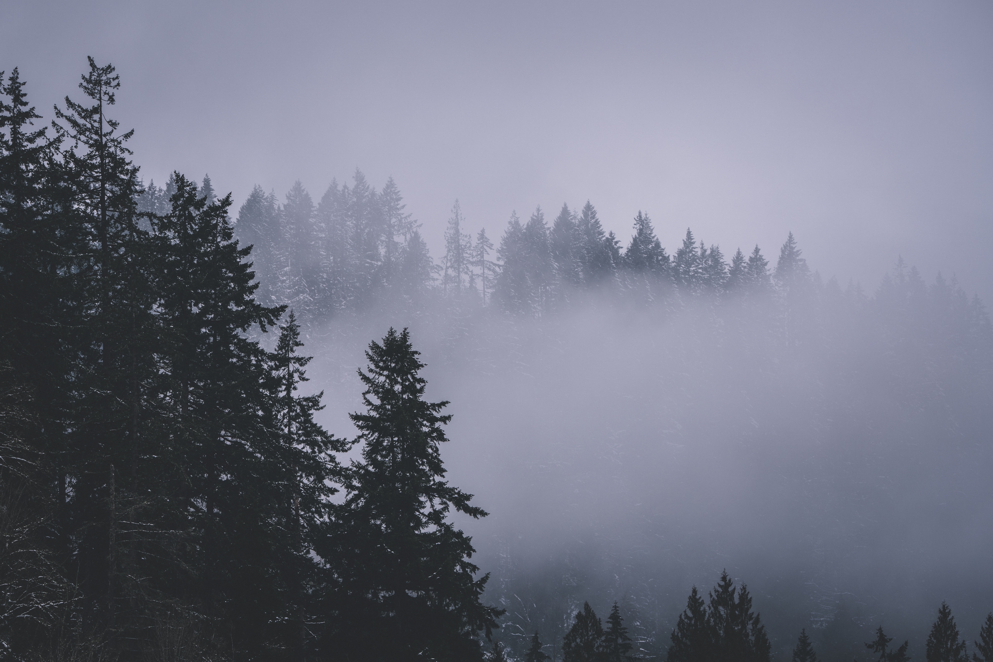 A misty forest with tall evergreen trees partially obscured by fog, creating a serene and mysterious atmosphere