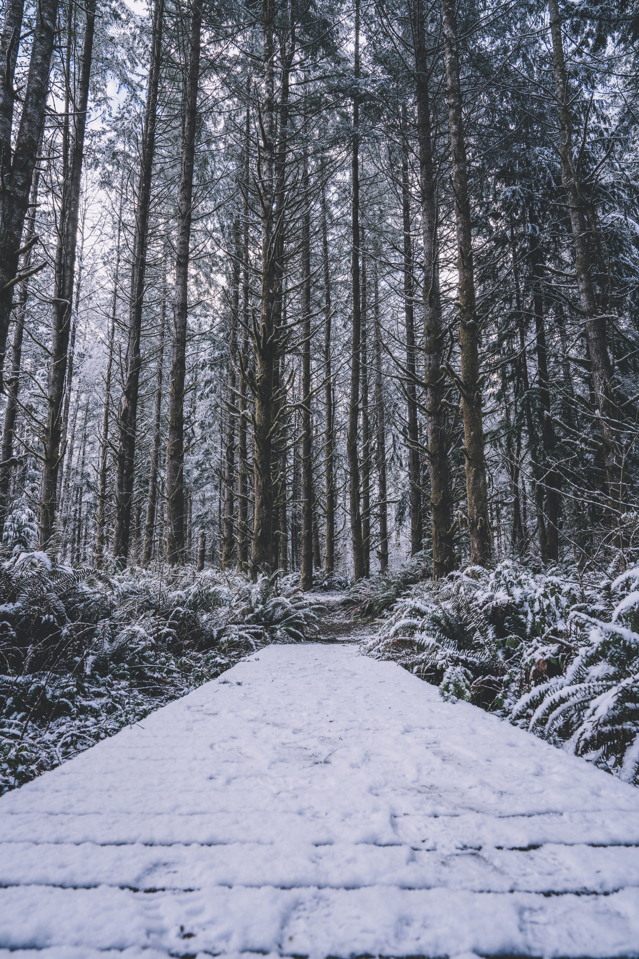 A snow-covered path leads through a dense forest of tall, straight trees, with snow-dusted ferns lining the sides