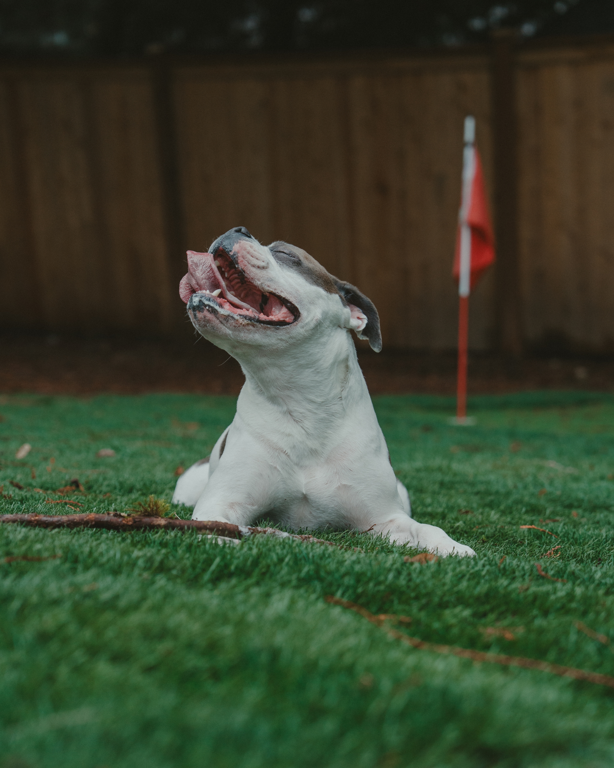 White and brown dog lying on green grass in a fenced backyard near a small red flag marker, looking upward with mouth open as if panting or smiling