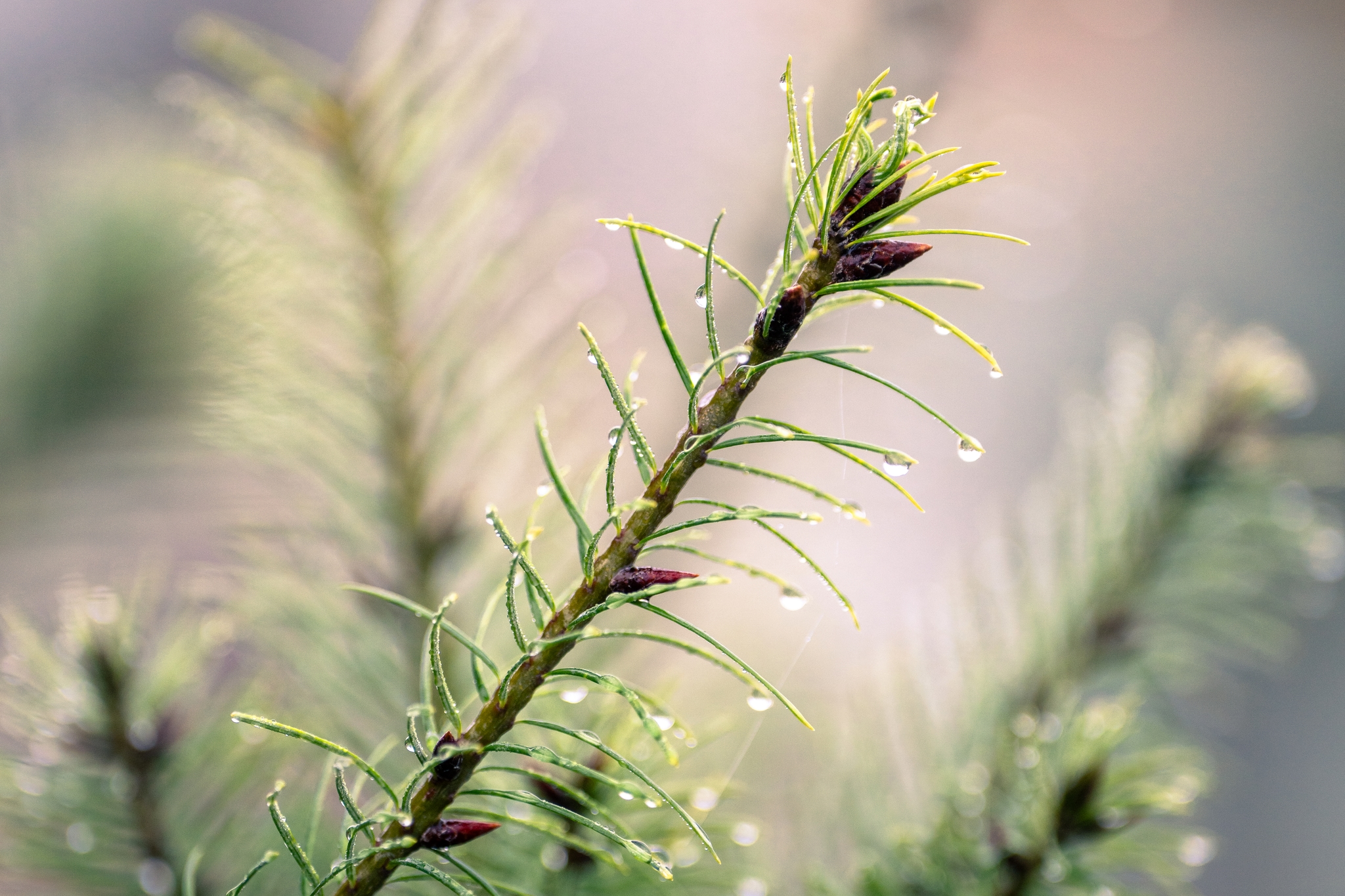 A close-up of a pine branch with fresh green needles and small water droplets, set against a soft, blurred background