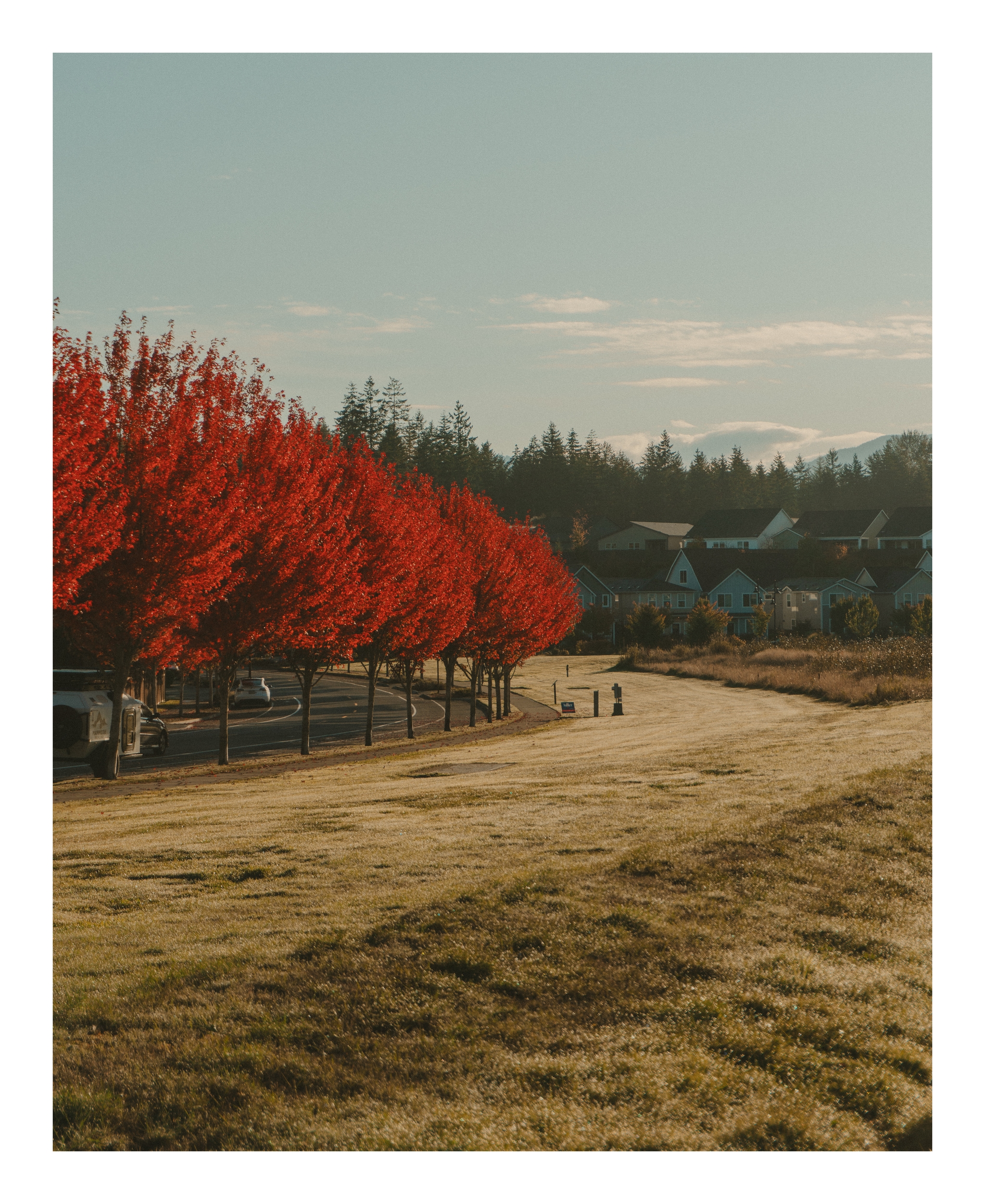 Row of vibrant red trees along a pathway in a grassy field