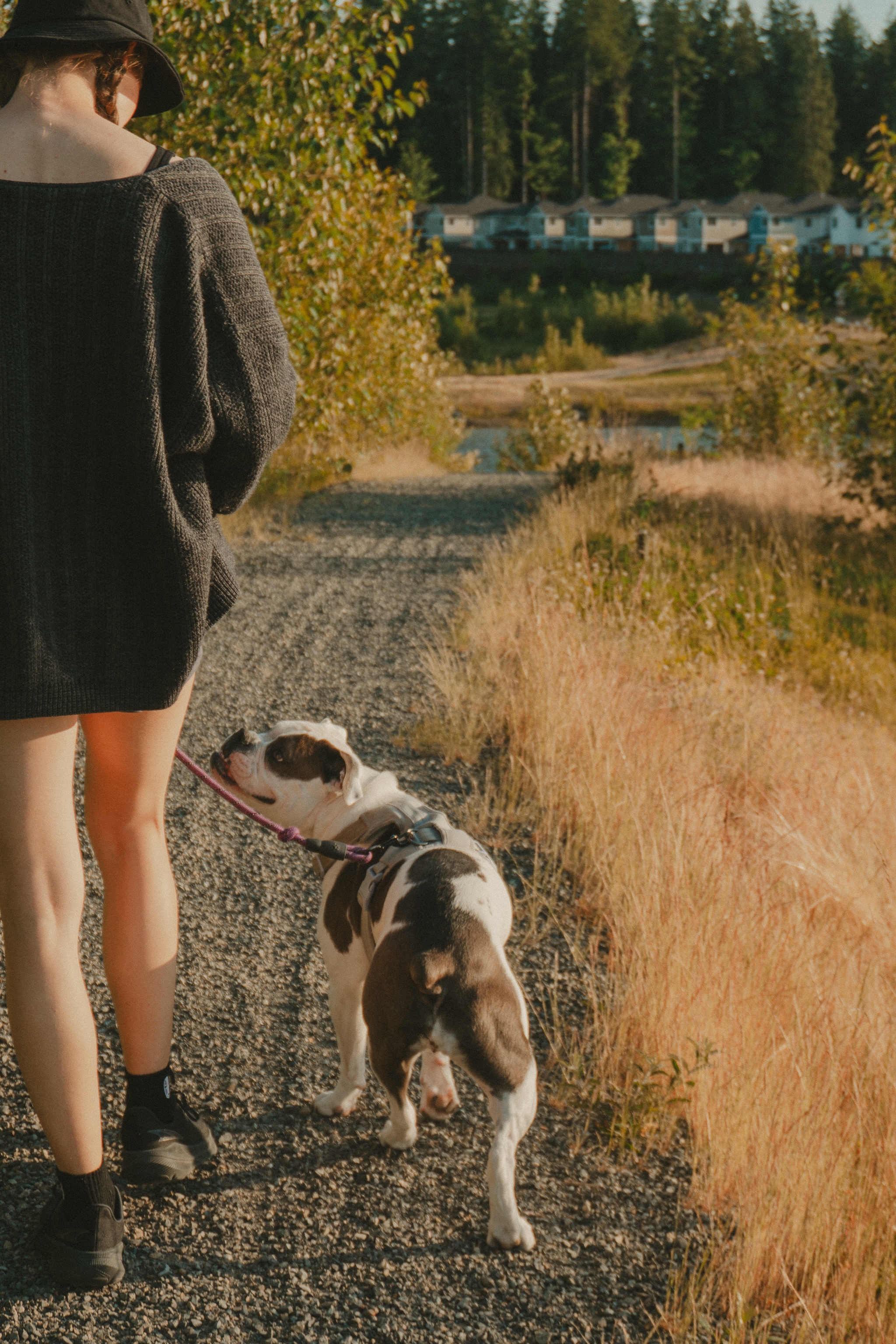 A person walking a black and white dog on a gravel path surrounded by grass and trees, with houses visible in the background