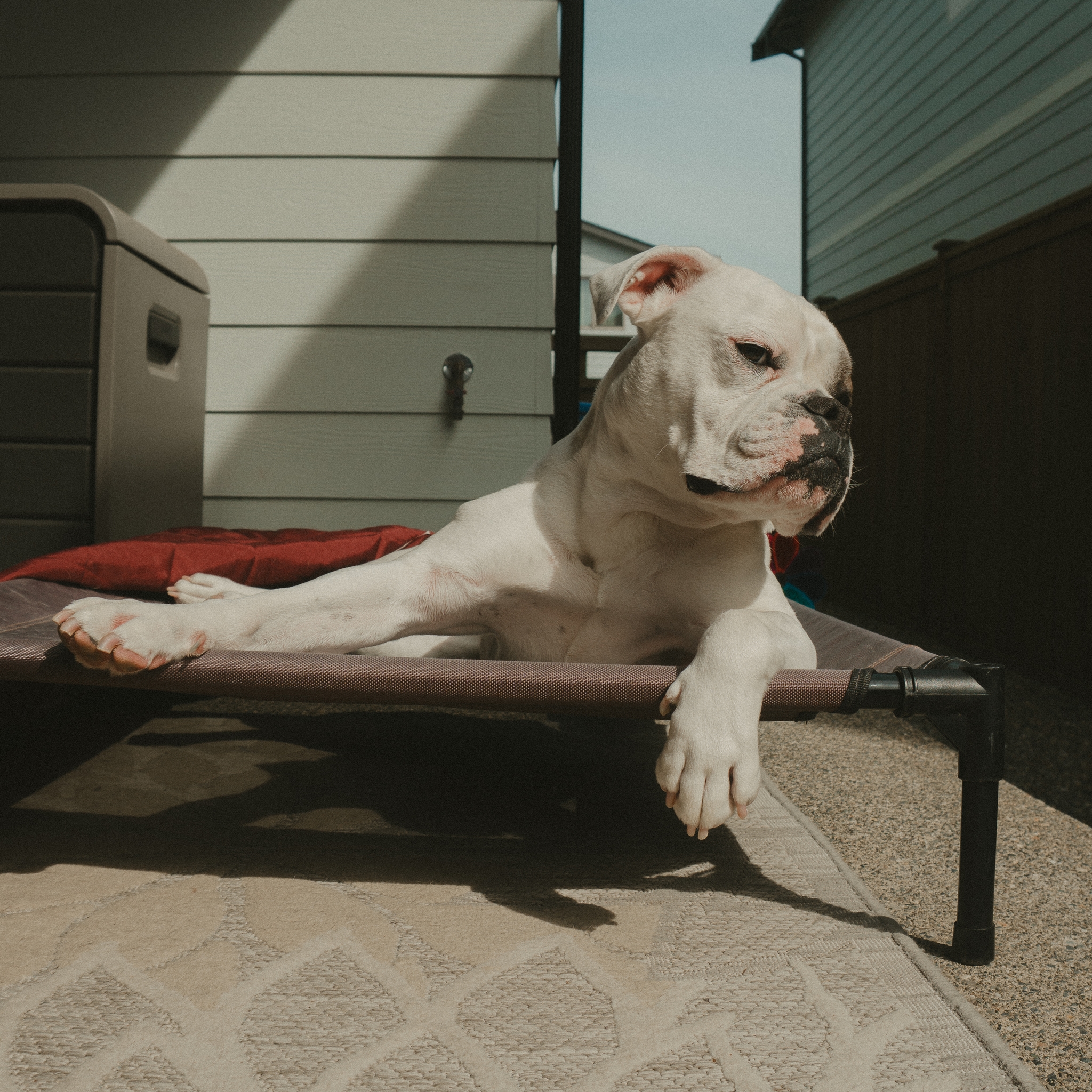 A white dog is lounging on an elevated pet bed outdoors, with sunlight casting shadows on the ground