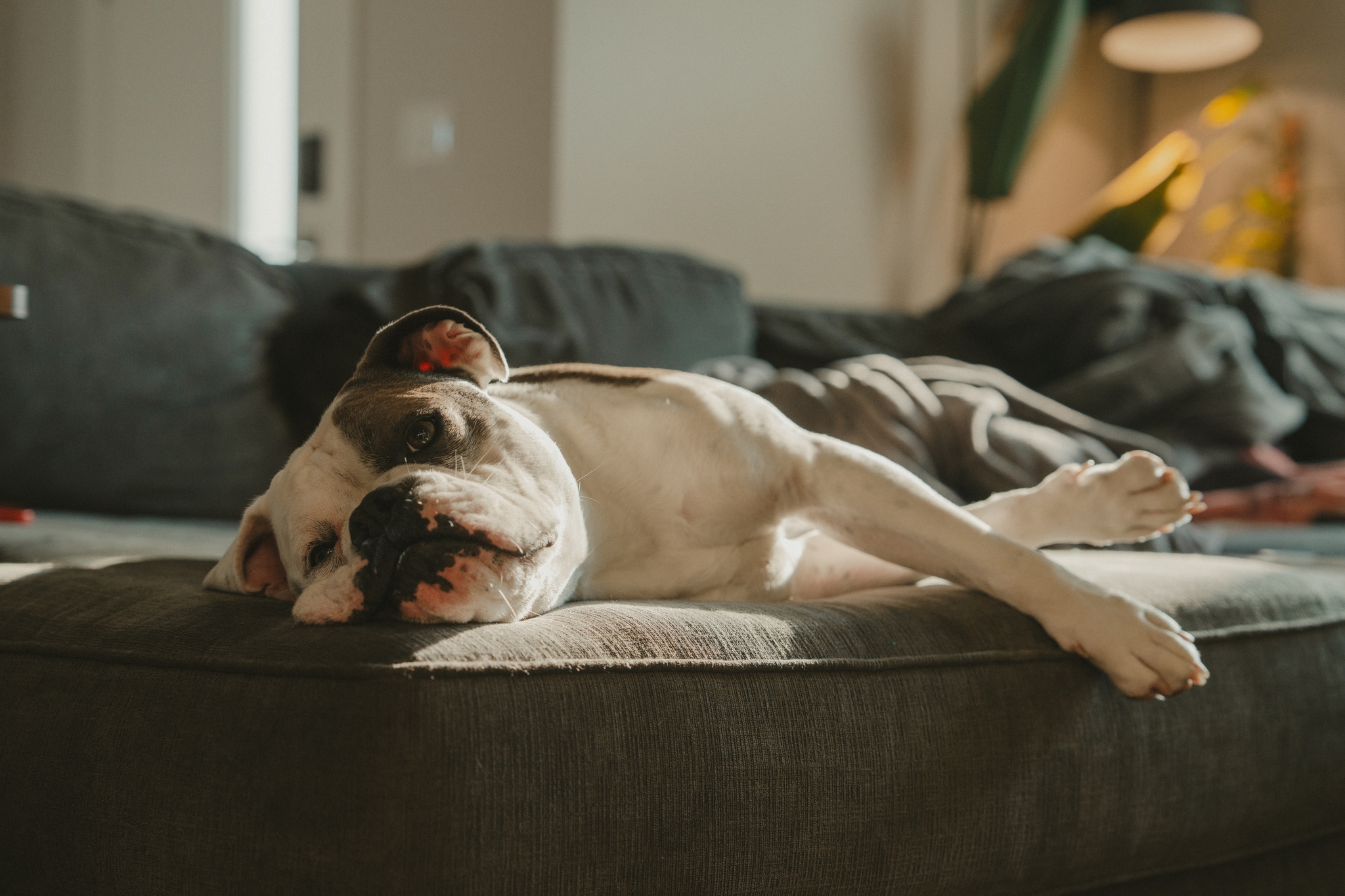 A dog sleeping comfortably on a couch in a softly lit room