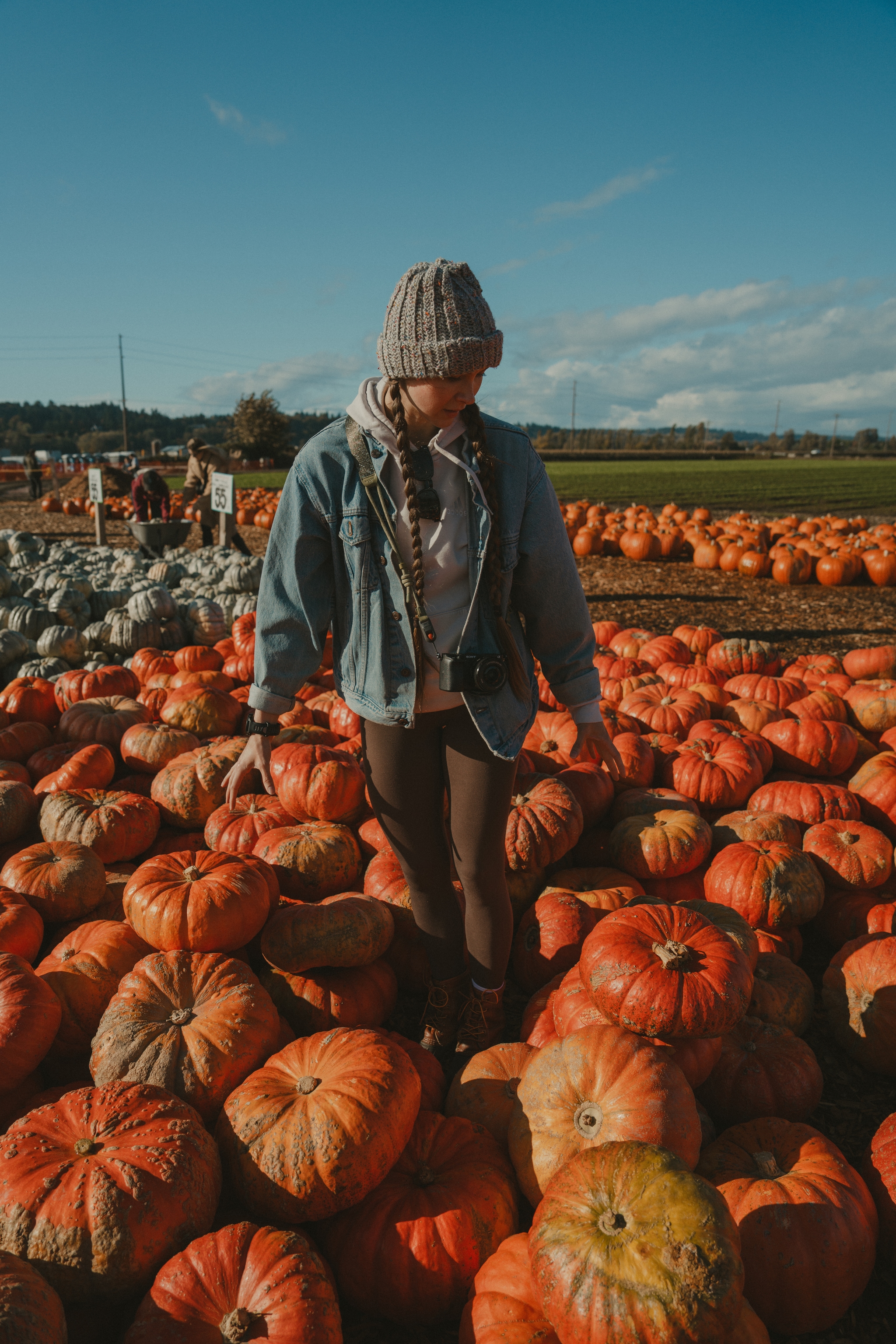 Person walking among pumpkins in an open field on a sunny day
