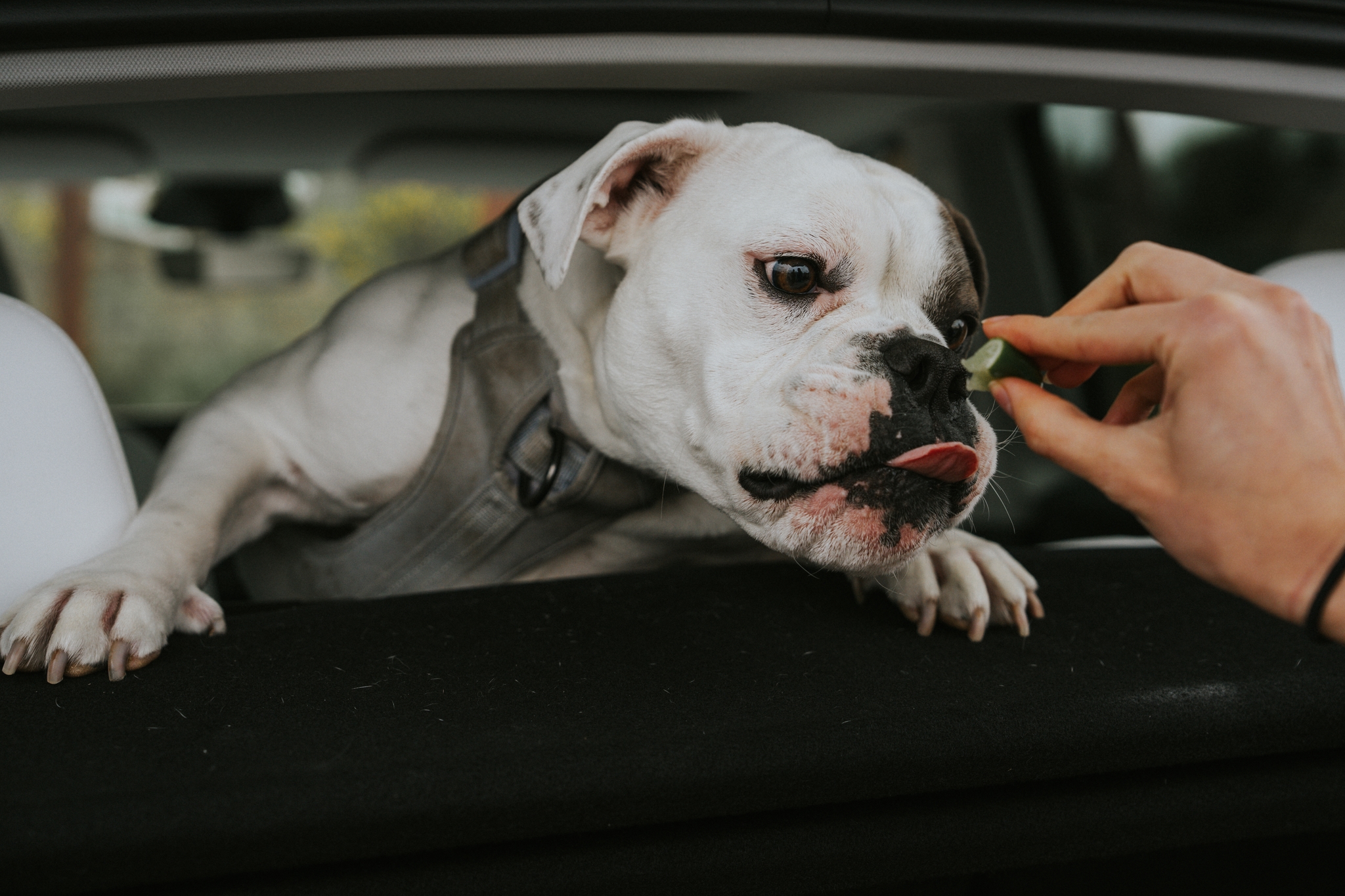A white olde english bulldog leans out the back of a car tailgate, reaching for a lime held by a person's hand